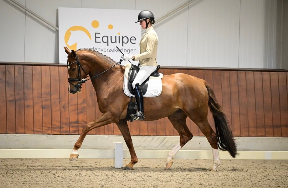 Super lief wedstrijd M1/bos paard dat ook graag mee gaat naar het strand