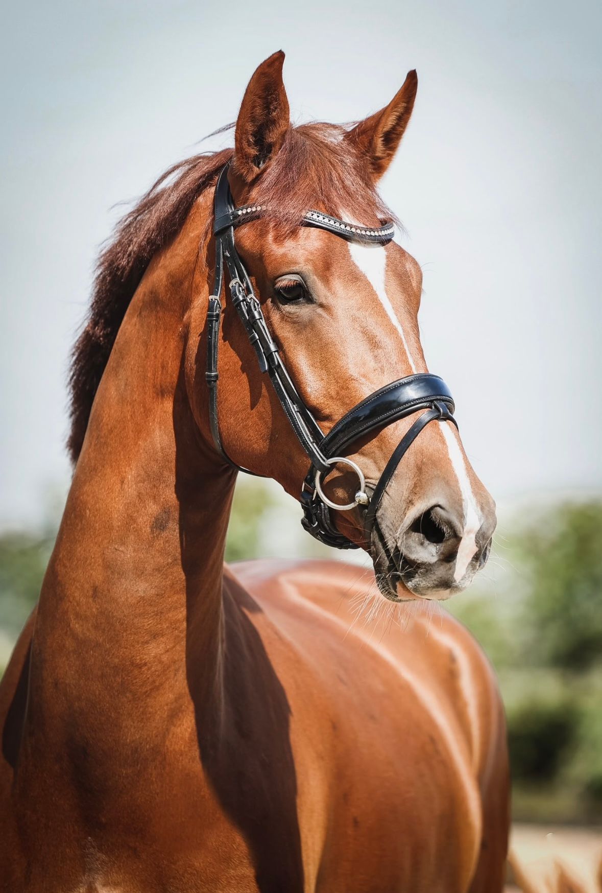 dressuurpaard merrie 5 jaar te koop - Foto 6