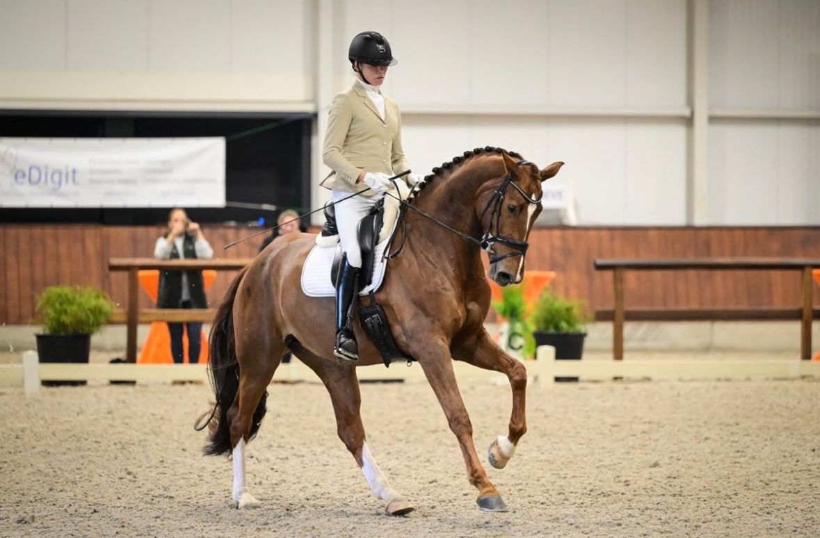 dressuurpaard merrie 5 jaar te koop - Foto 4