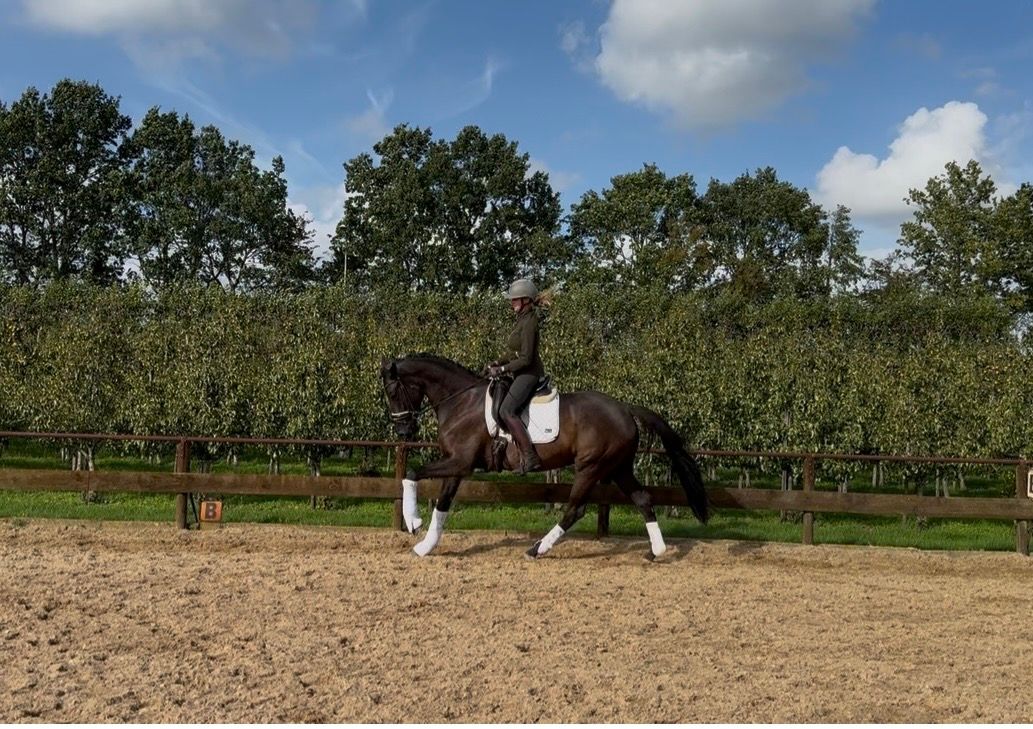 Stunning fine black mare 3.5 years old