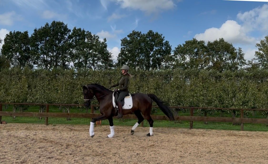 KWPN dressuurpaard merrie 3 歳 zwart 売り出し中 - 写真 2