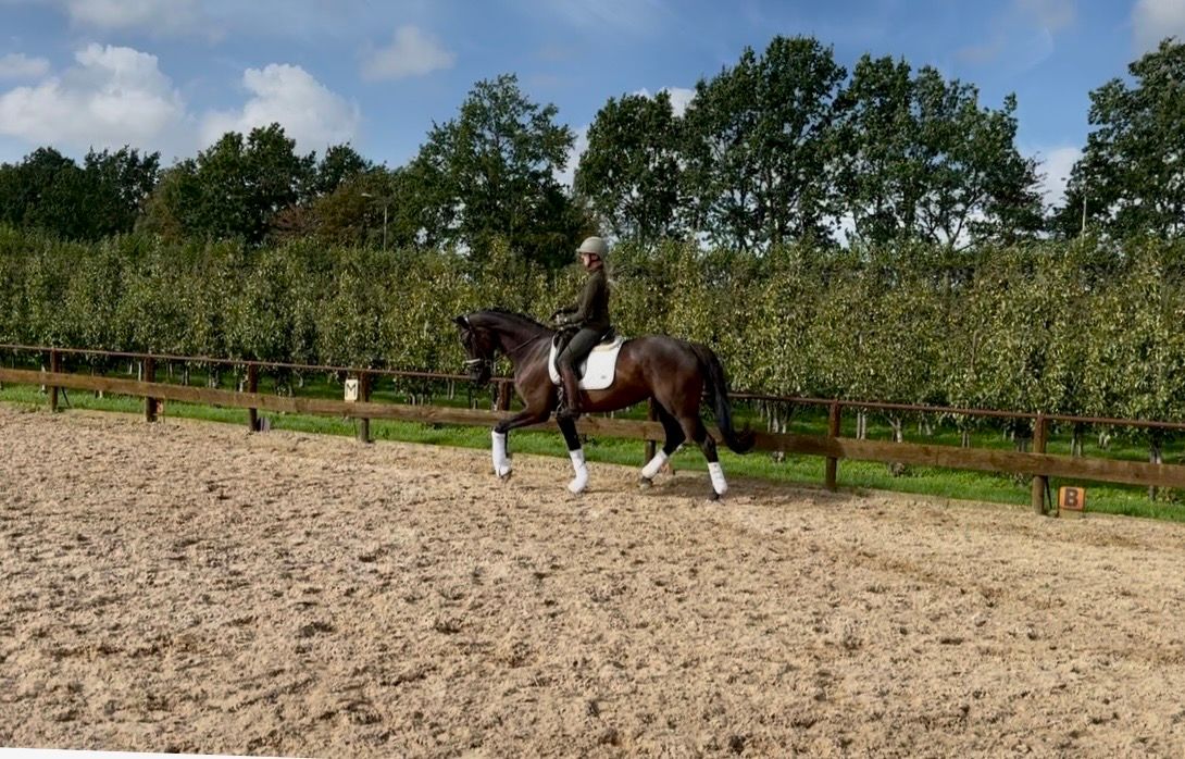 KWPN dressuurpaard merrie 3 歳 zwart 売り出し中 - 写真 3