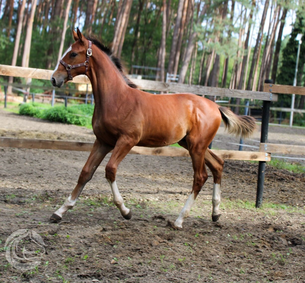 zangersheide springpaard hengst 0 år vos till salu - Foto 2