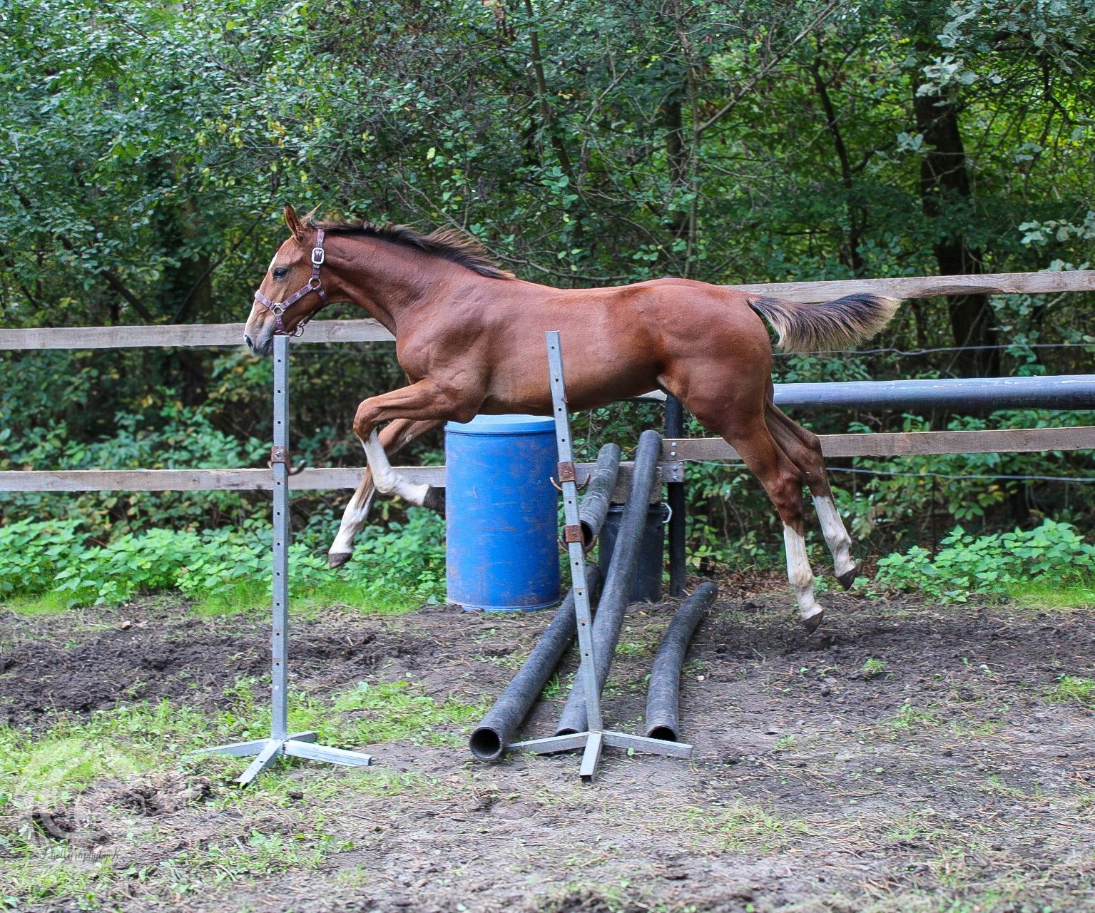 zangersheide springpaard hengst 0 år vos till salu - Foto 5