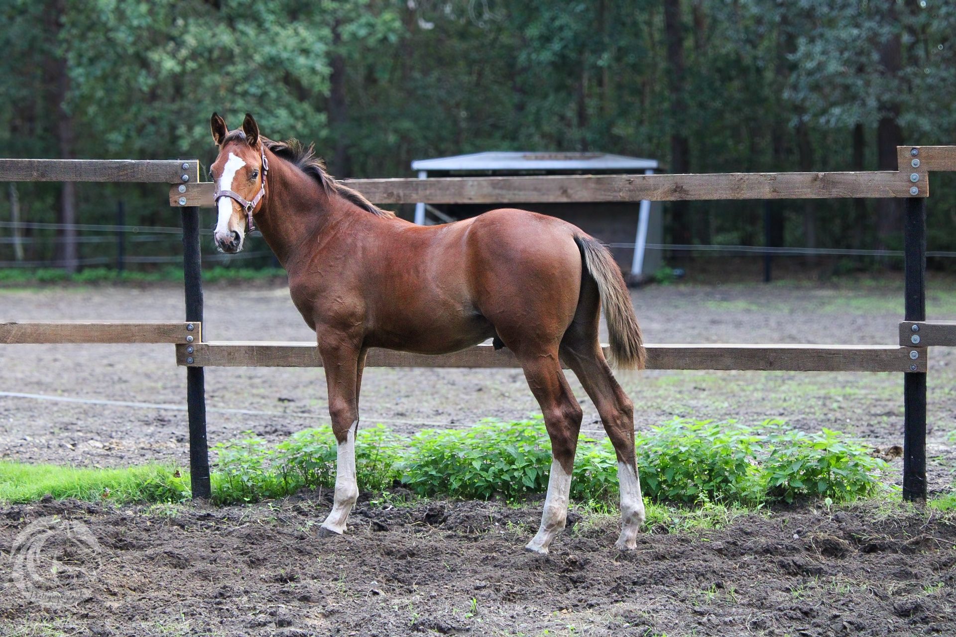 zangersheide springpaard hengst 0 år vos till salu - Foto 3