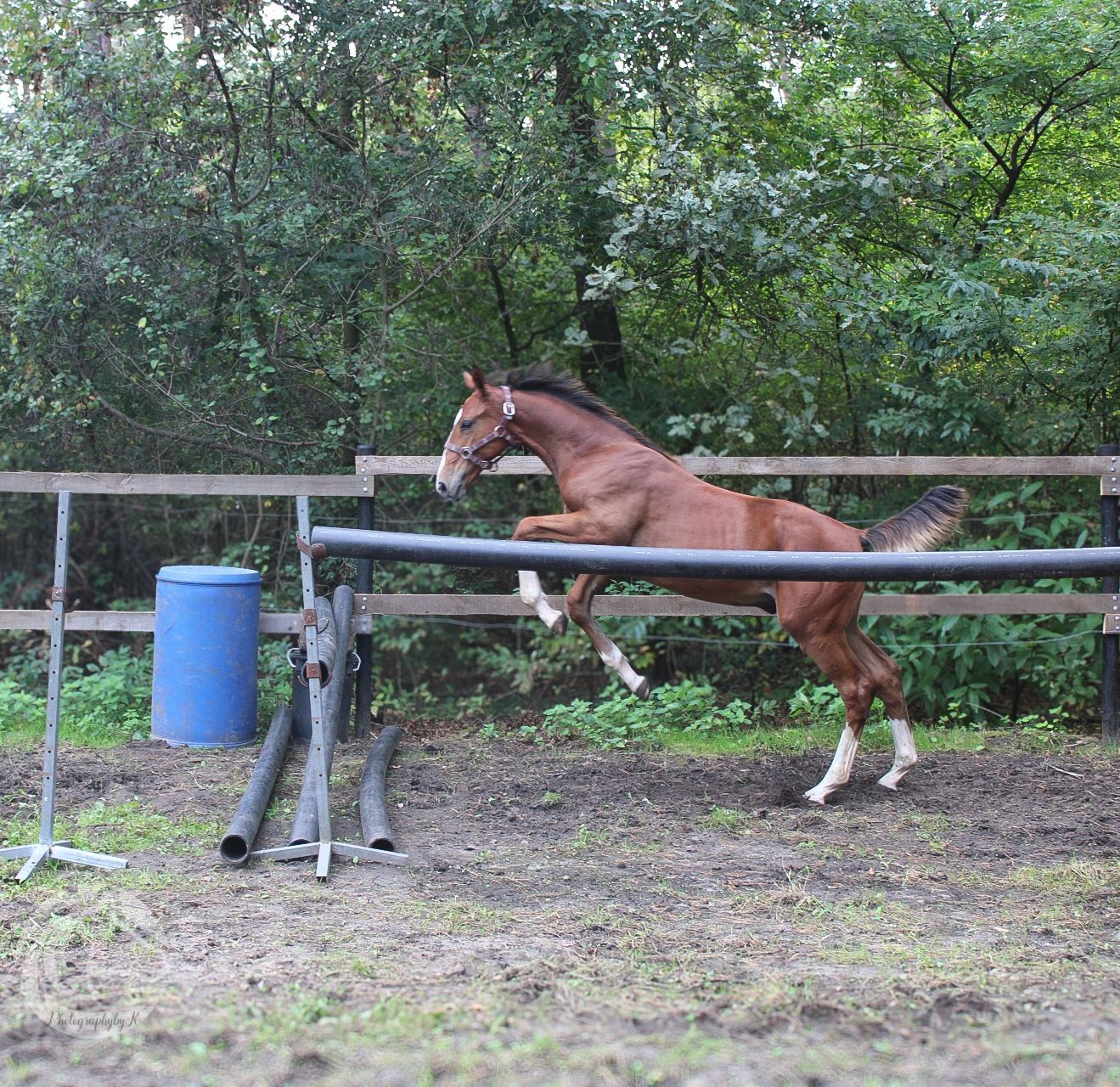 zangersheide springpaard hengst 0 år vos till salu - Foto 4