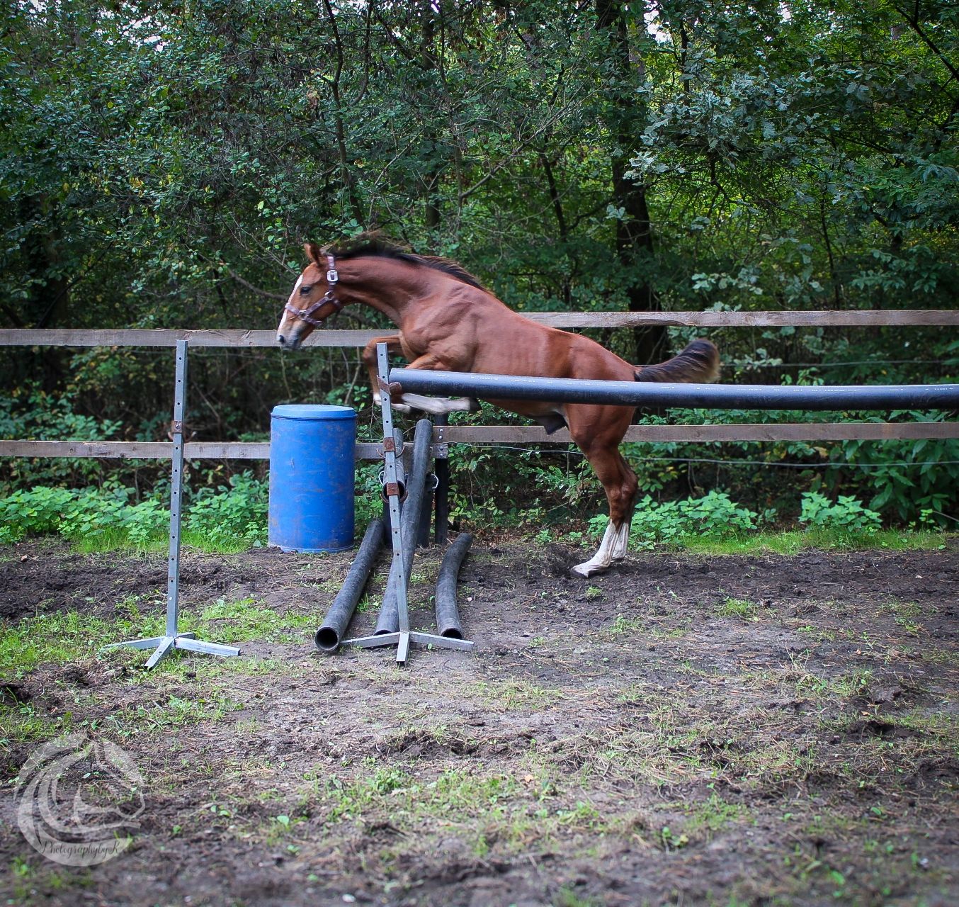 zangersheide springpaard hengst 0 år vos till salu - Foto 6