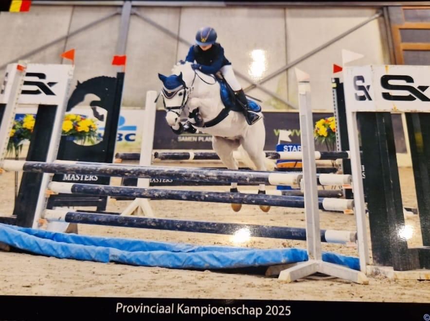allround-pony ruin 16 سنوات للبيع - صورة 6