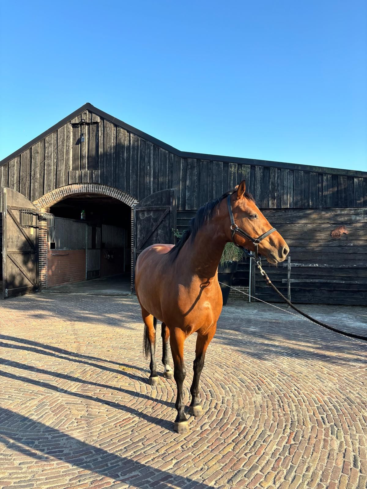 kwpn springpaard merrie 4 years old bruin for sale - Photo 2