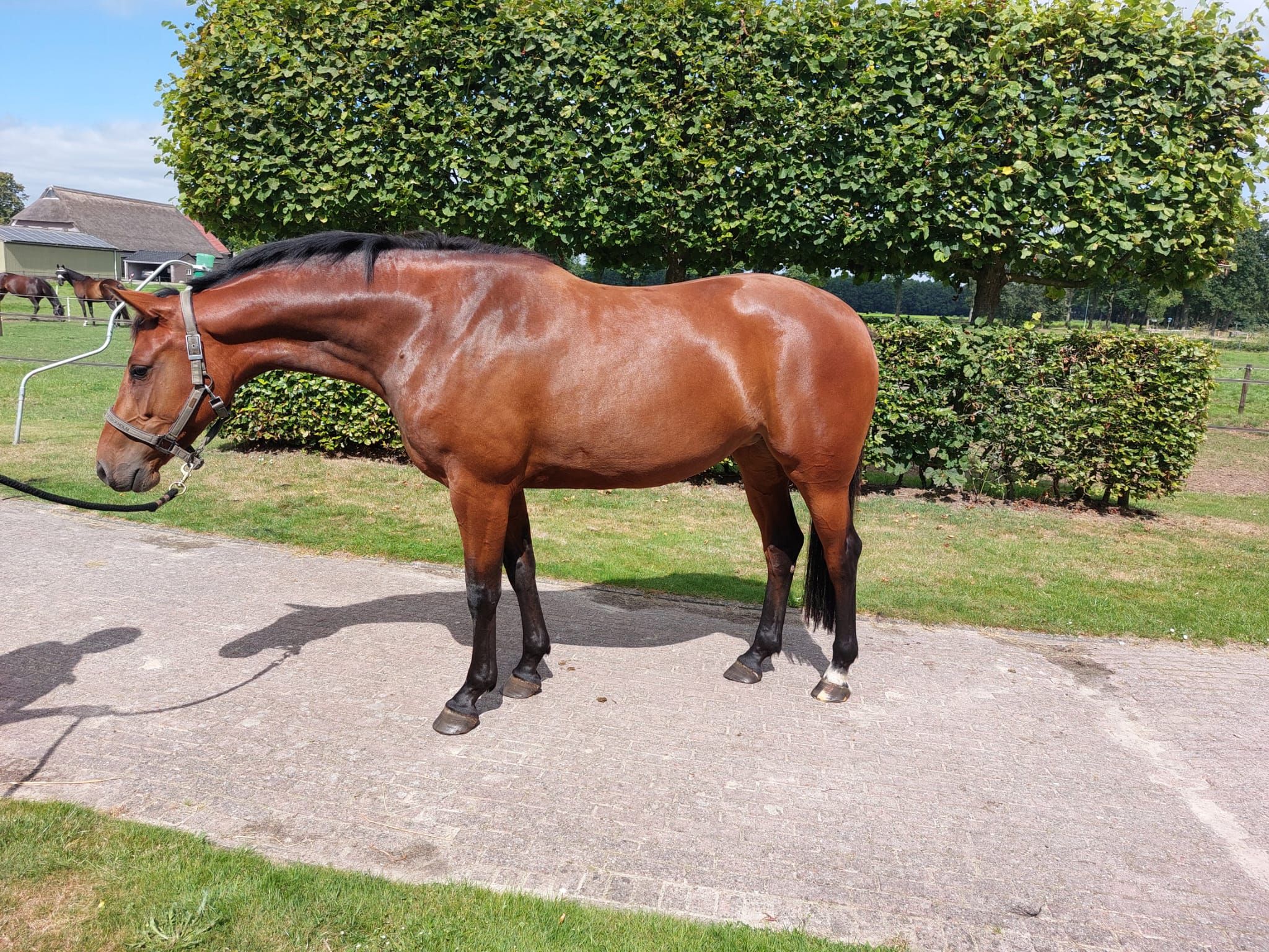 kwpn springpaard merrie 4 years old bruin for sale - Photo 3