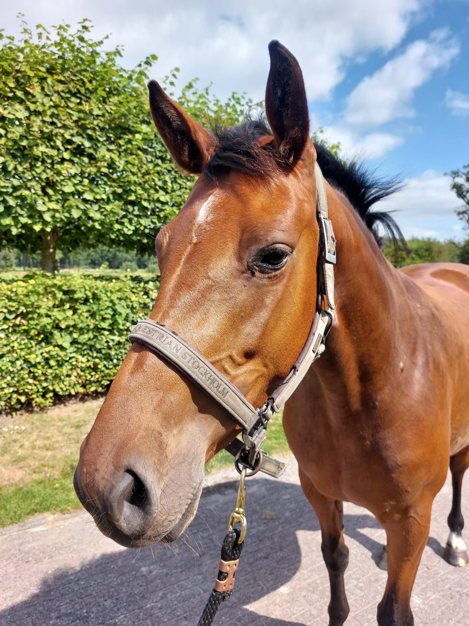 kwpn springpaard merrie 4 years old bruin for sale - Photo 4