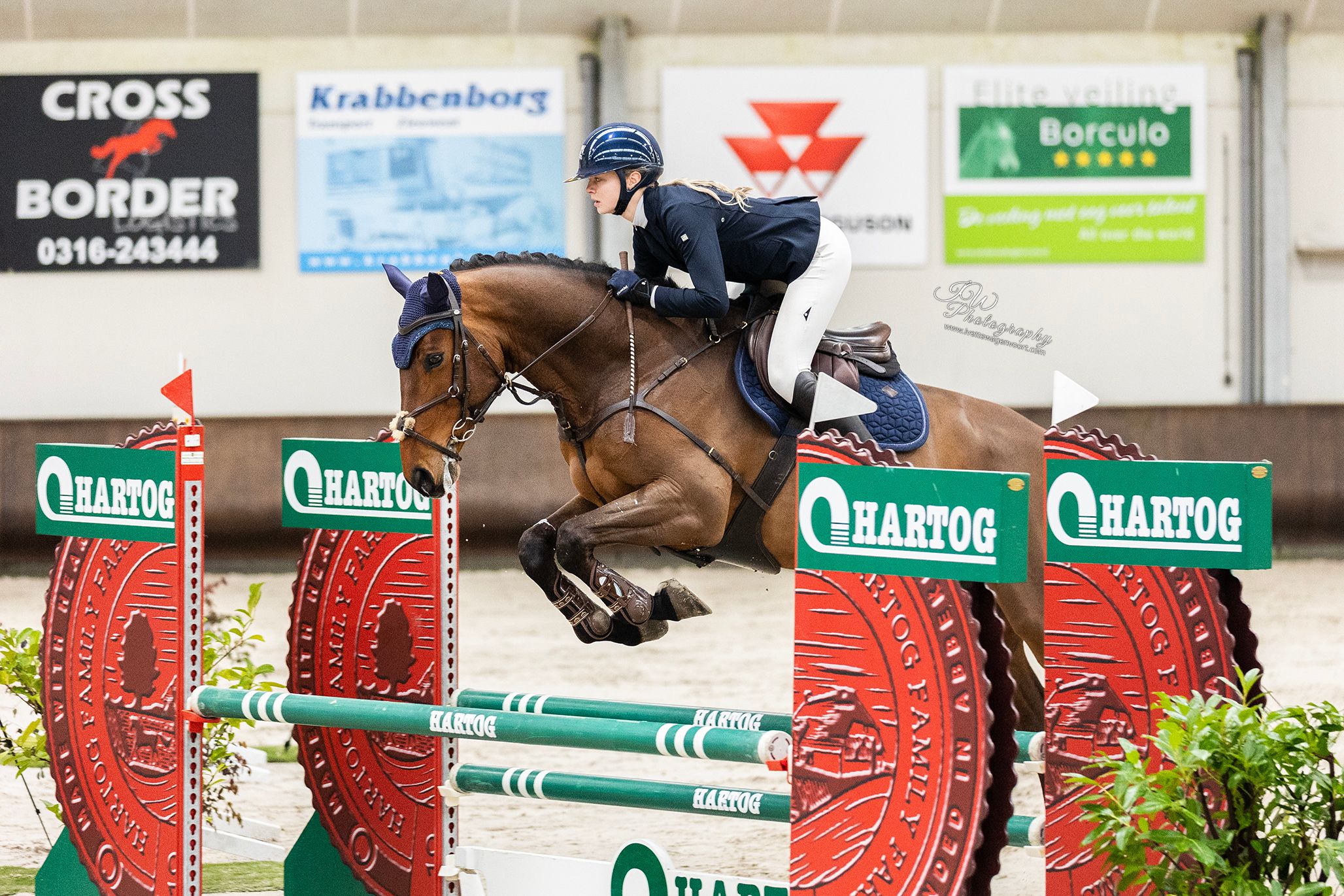 bwp springpaard ruin 8 ani donkerbruin de vânzare - Foto 4