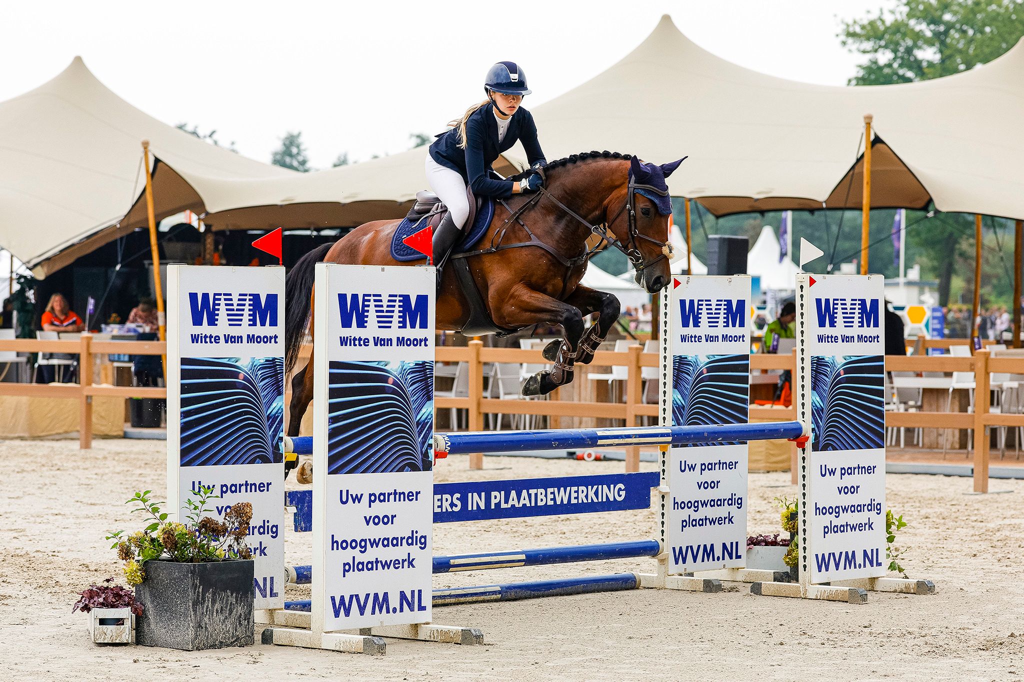 bwp springpaard ruin 8 ani donkerbruin de vânzare - Foto 6