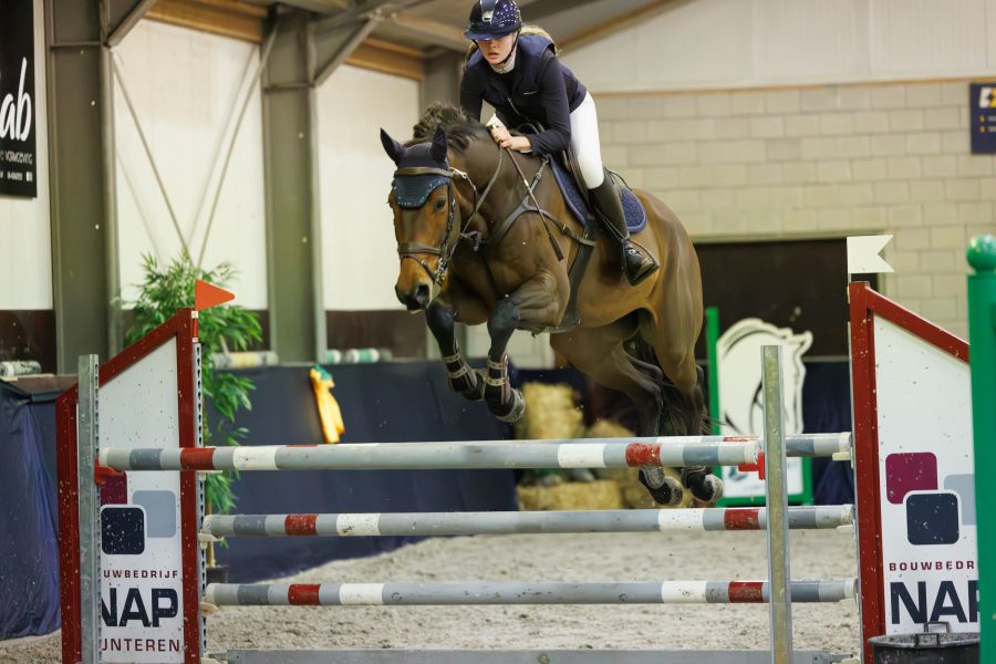 bwp springpaard ruin 8 ani donkerbruin de vânzare - Foto 2
