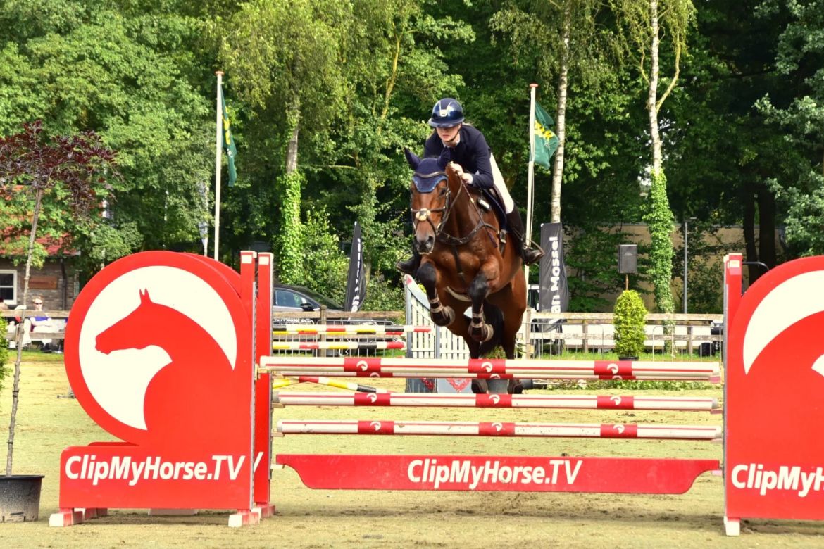 bwp springpaard ruin 8 ani donkerbruin de vânzare - Foto 5
