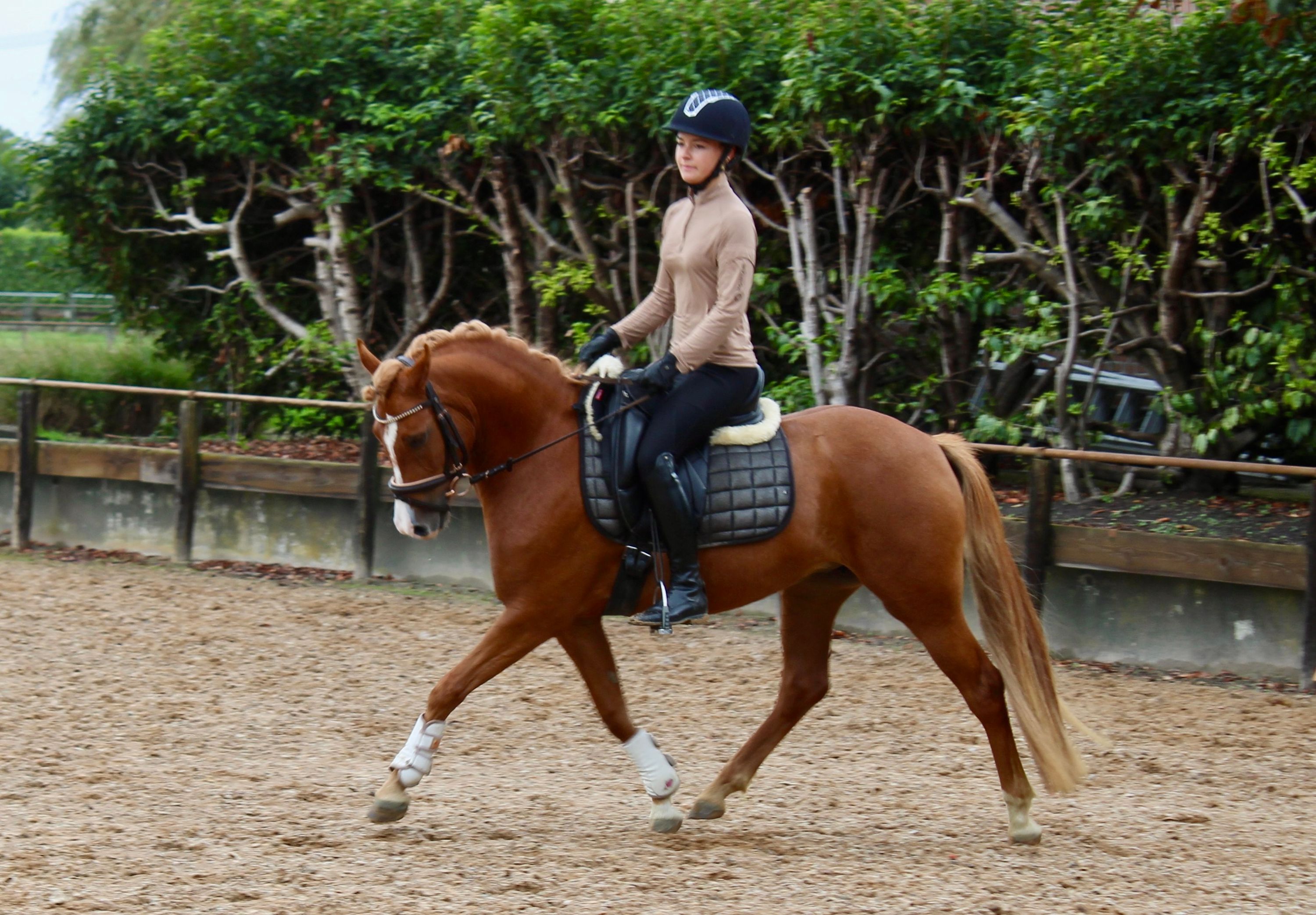 welsh dressuurpony merrie 3 歳 vos 売り出し中 - 写真 2