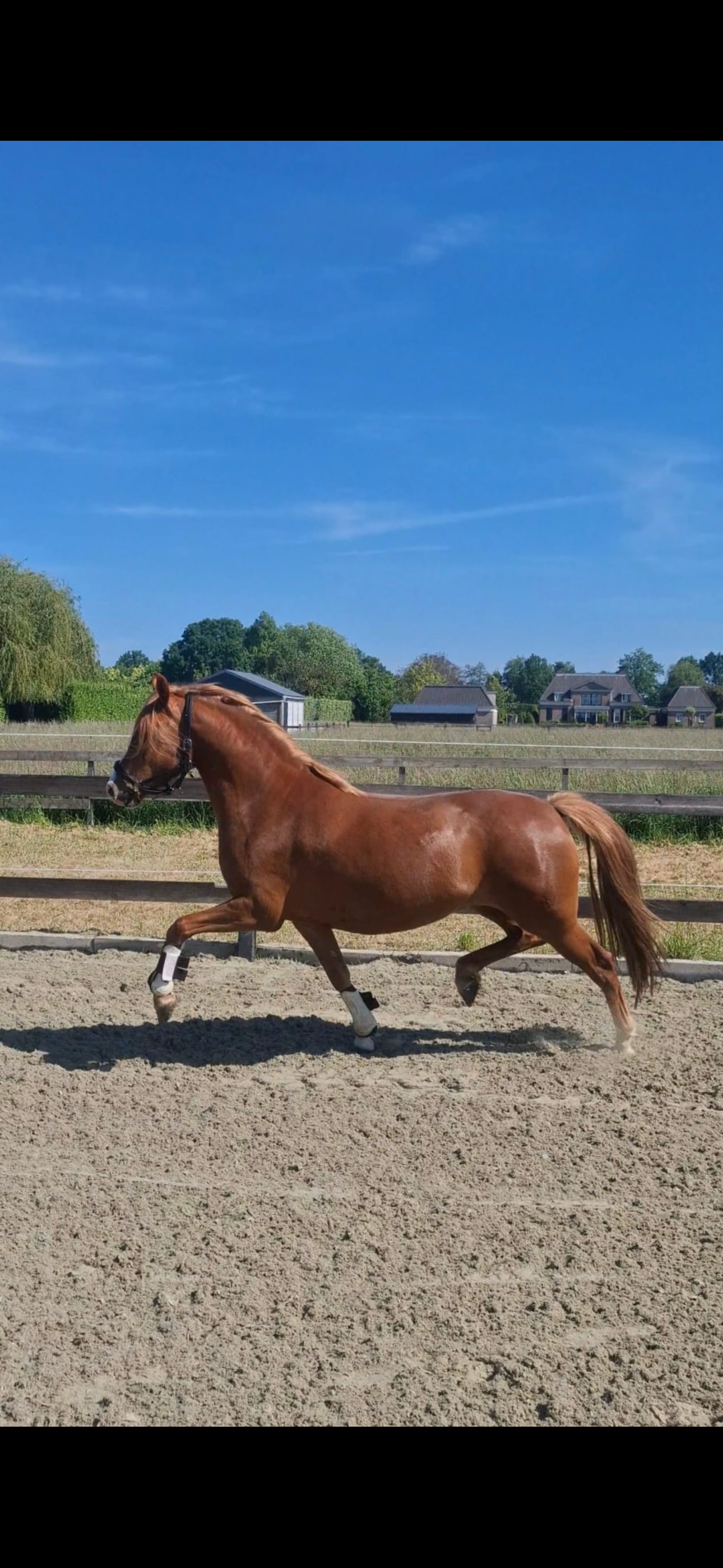 welsh dressuurpony merrie 3 歳 vos 売り出し中 - 写真 4