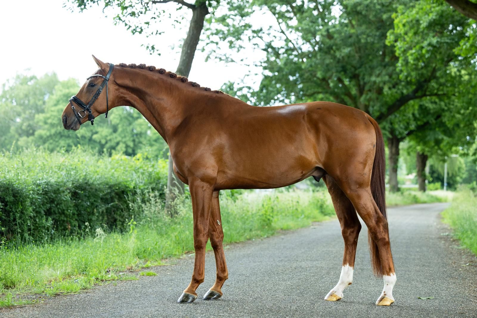kwpn dressuurpaard hengst 4 years old vos for sale - Photo 2