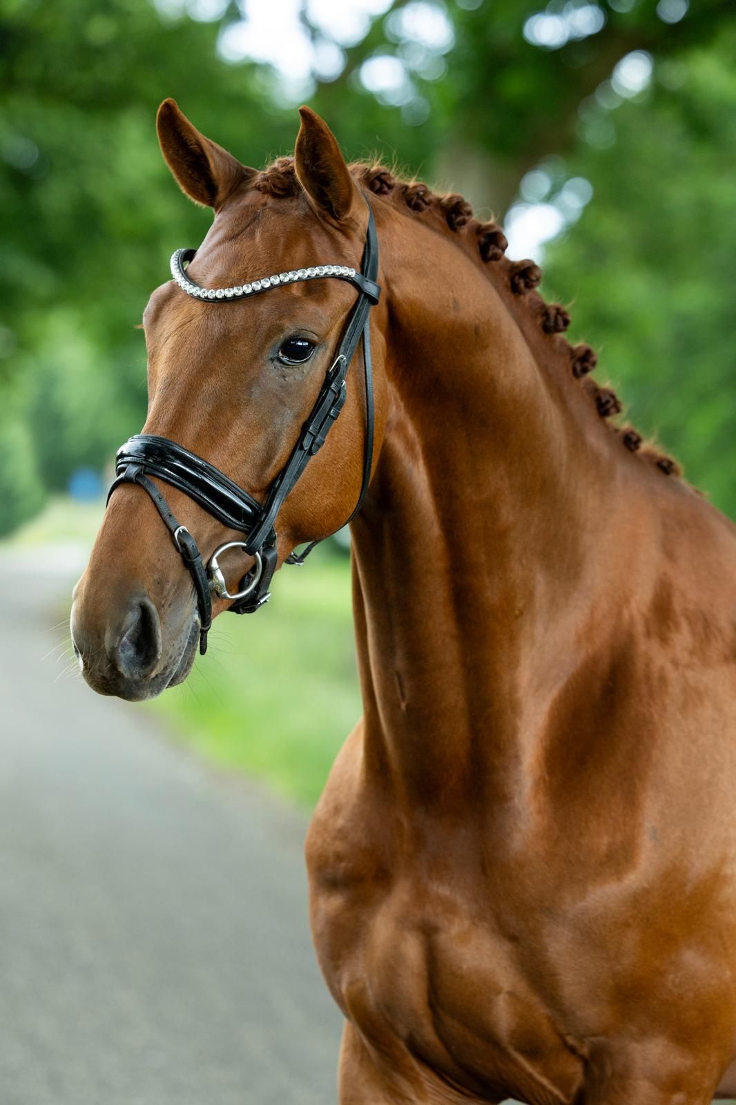 kwpn dressuurpaard hengst 4 years old vos for sale - Photo 3