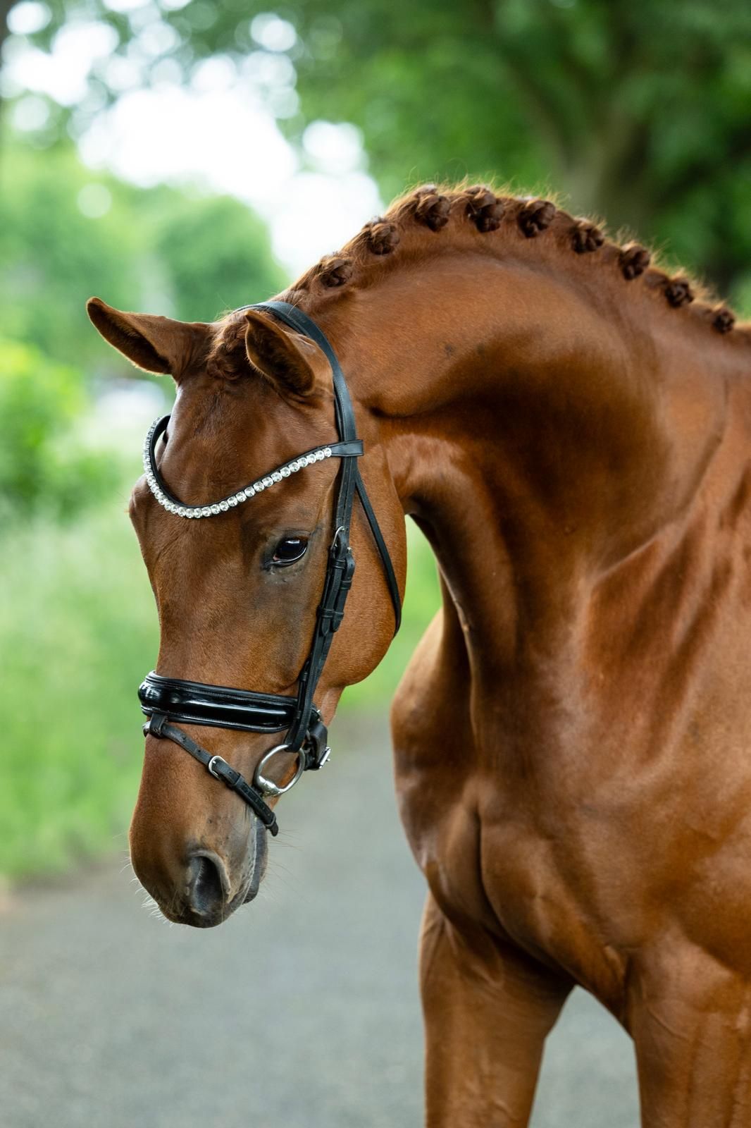 kwpn dressuurpaard hengst 4 years old vos for sale - Photo 4