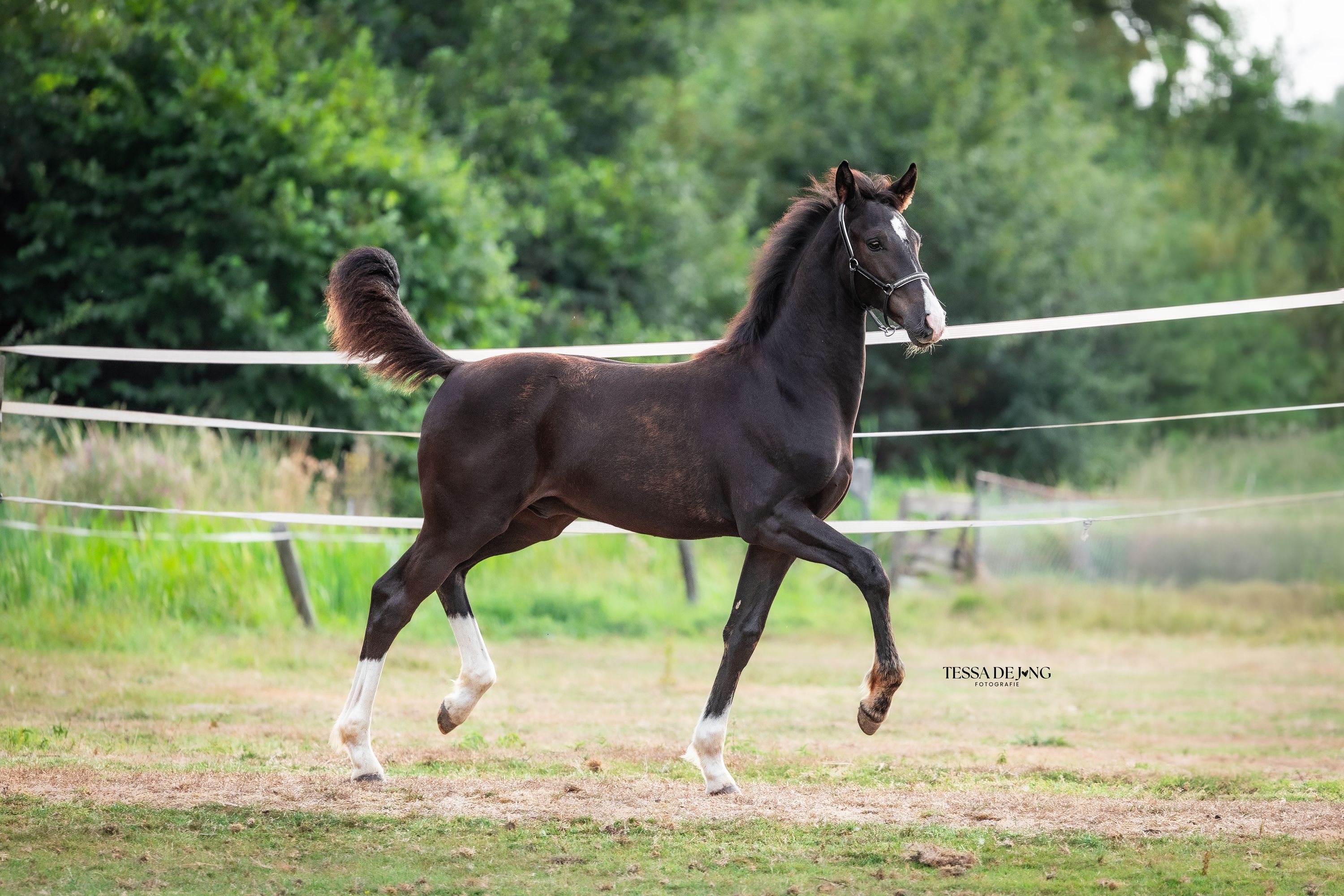kwpn dressuurpaard hengst 0 ani zwart de vânzare - Foto 2