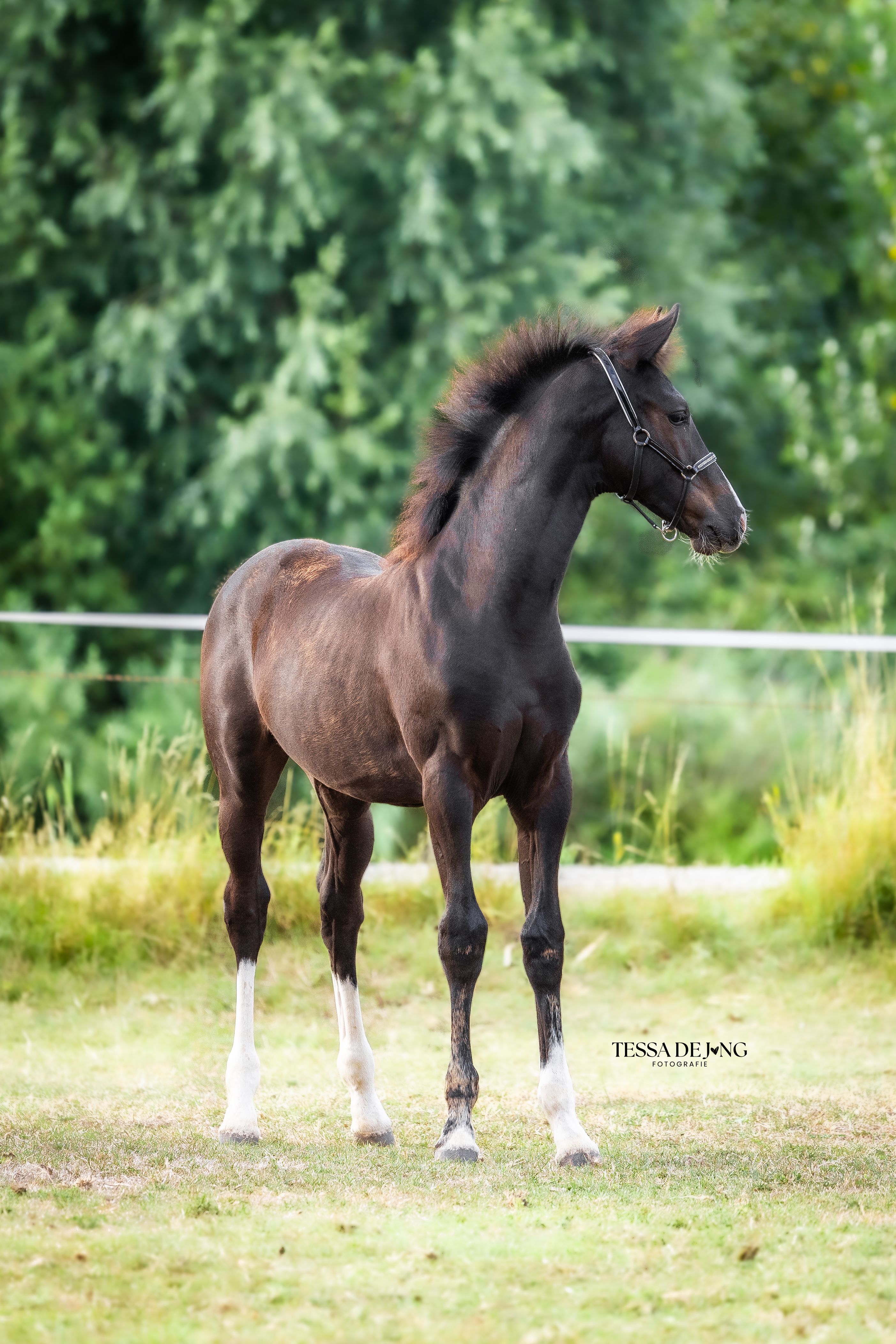 kwpn dressuurpaard hengst 0 ani zwart de vânzare - Foto 3