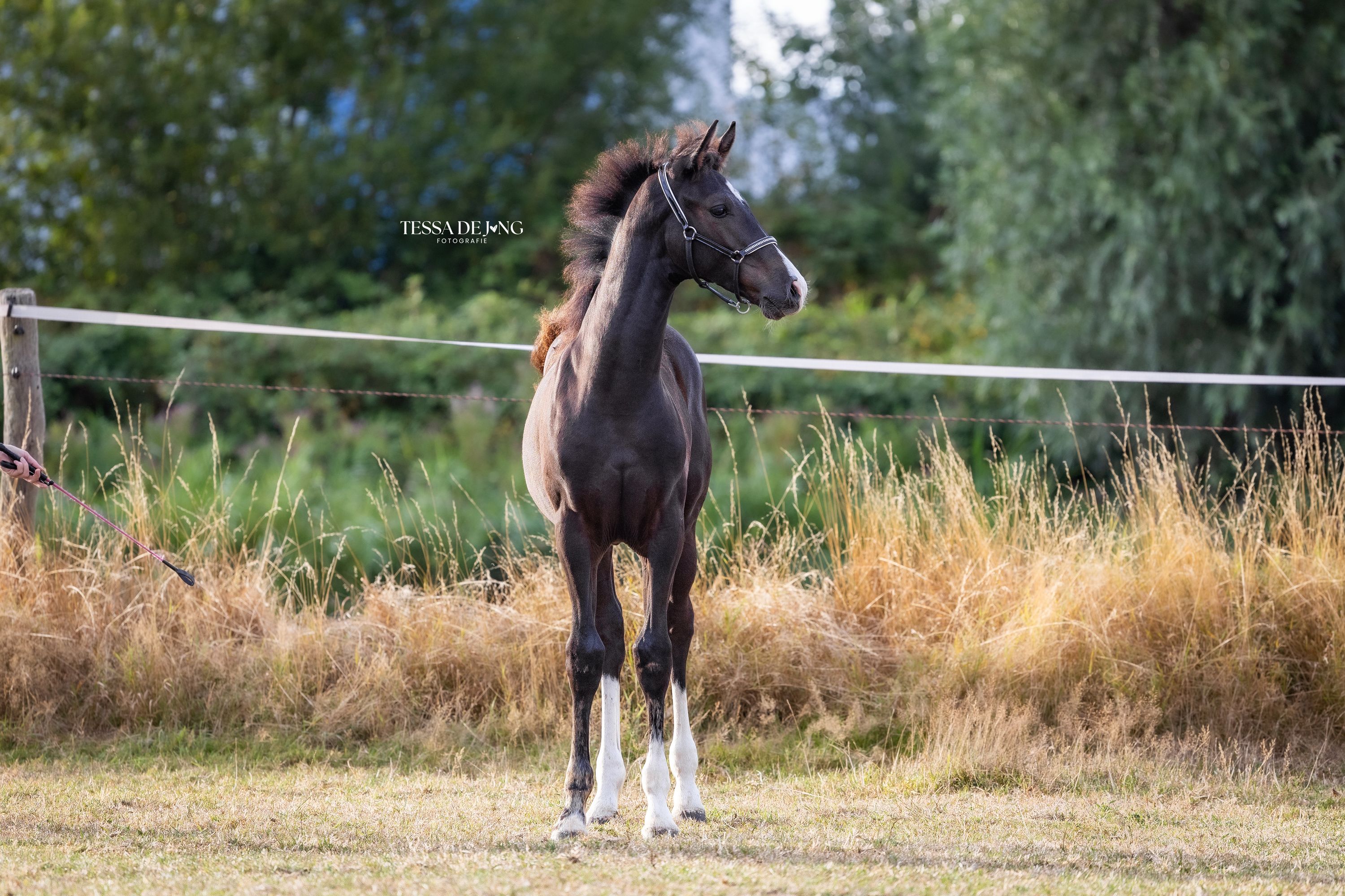 kwpn dressuurpaard hengst 0 ani zwart de vânzare - Foto 4