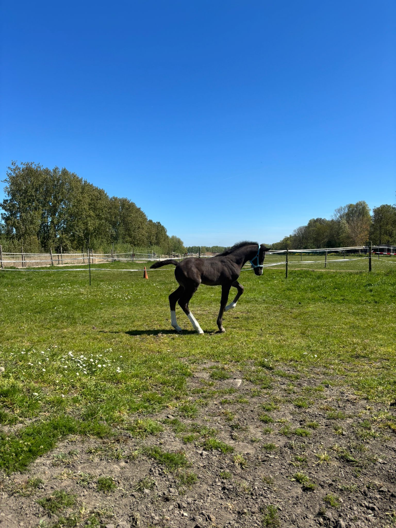 kwpn dressuurpaard hengst 0 ani zwart de vânzare - Foto 6