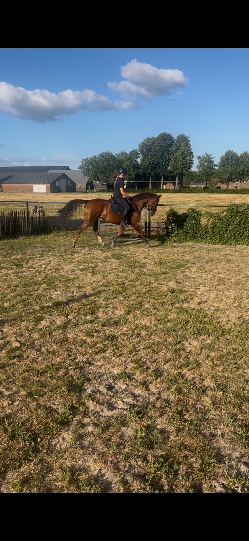 oldenburg allround-pony merrie 6 سنوات bruin للبيع - صورة 2