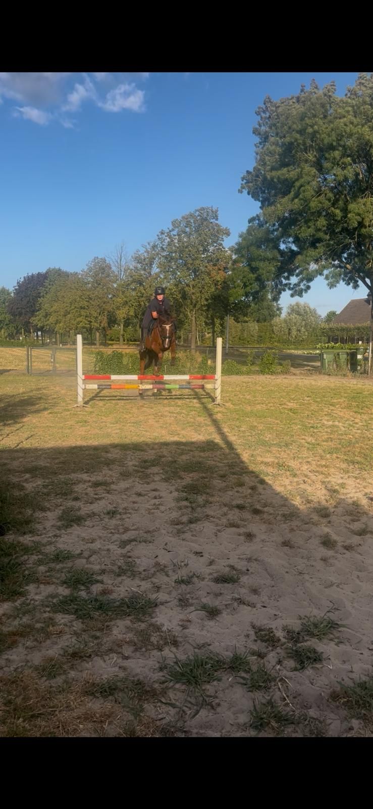 oldenburg allround-pony merrie 6 سنوات bruin للبيع - صورة 5