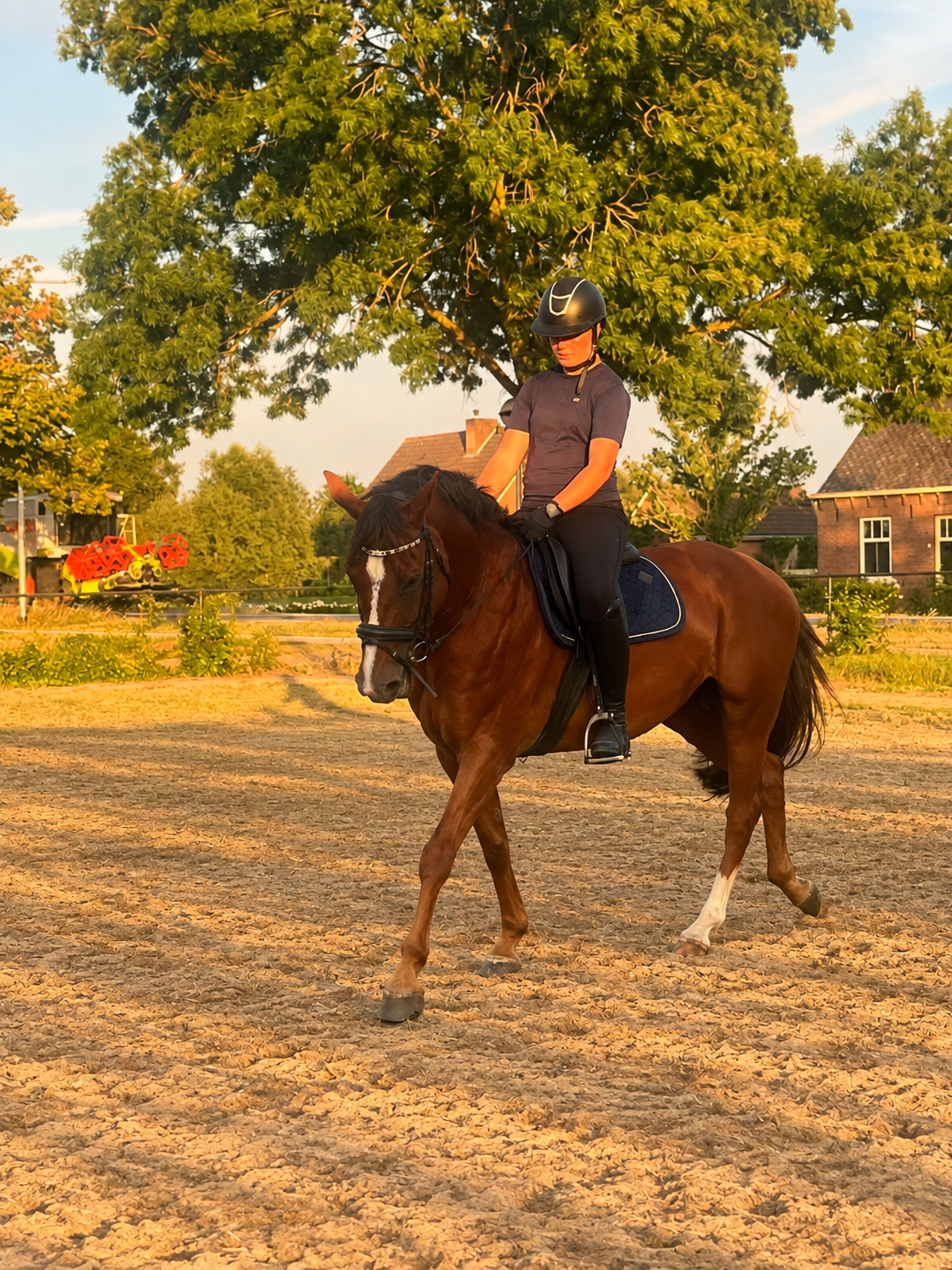 oldenburg allround-pony merrie 6 سنوات bruin للبيع - صورة 6