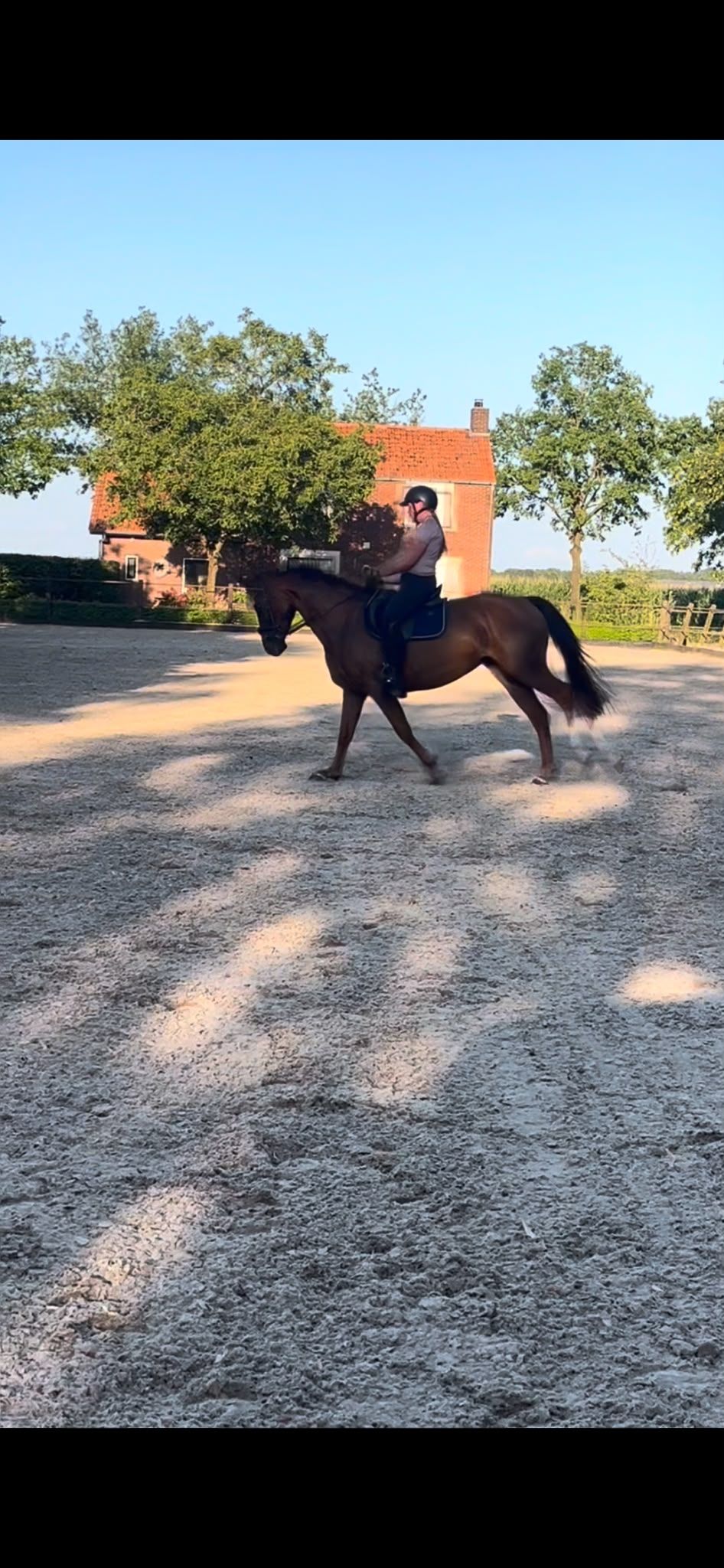 oldenburg allround-pony merrie 6 سنوات bruin للبيع - صورة 4