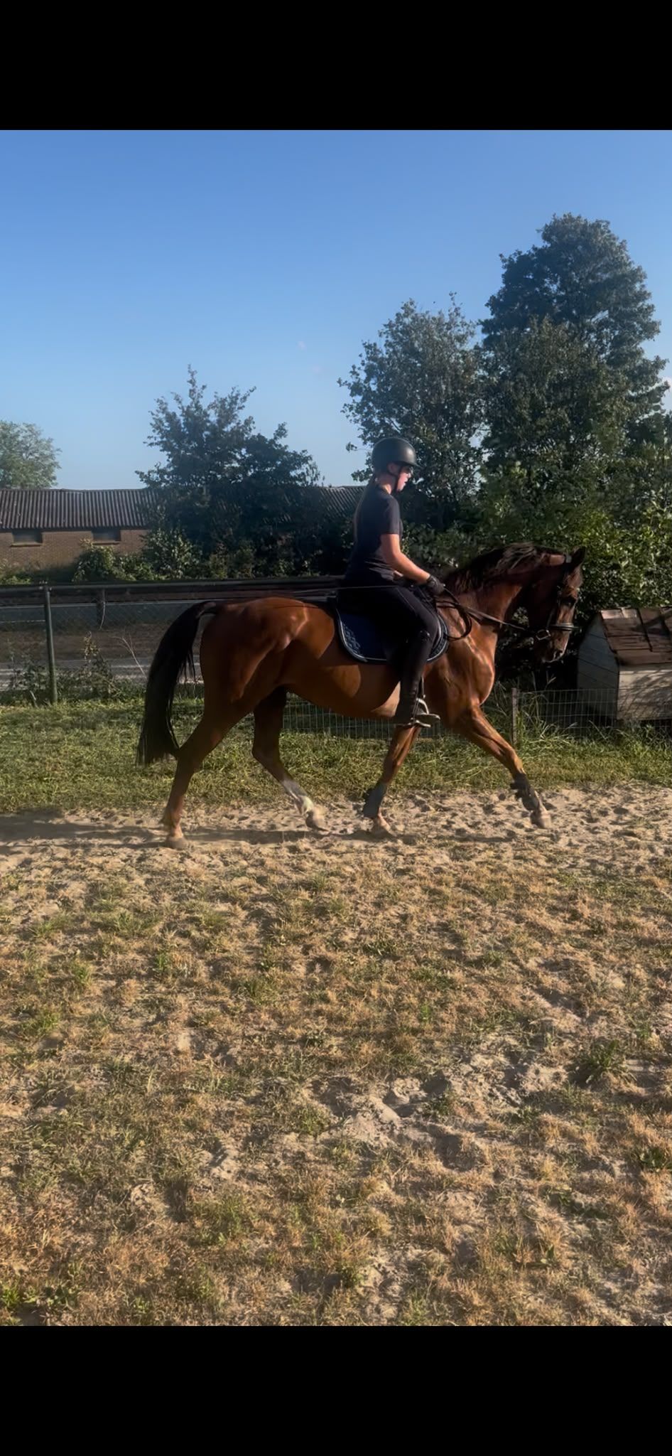 oldenburg allround-pony merrie 6 سنوات bruin للبيع - صورة 3