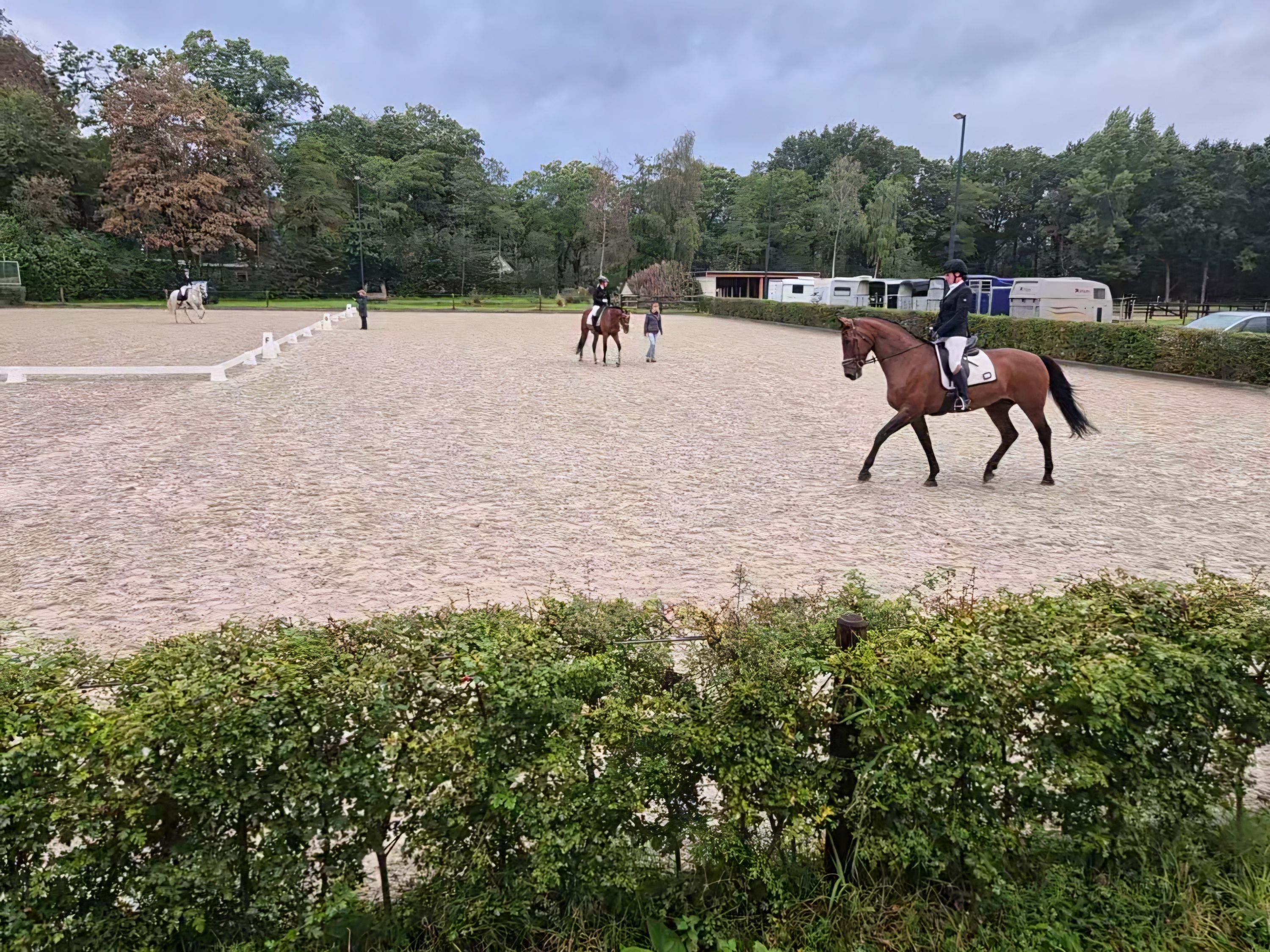 kwpn dressuurpaard merrie 7 Jahre alt bruin zu verkaufen - Foto 2