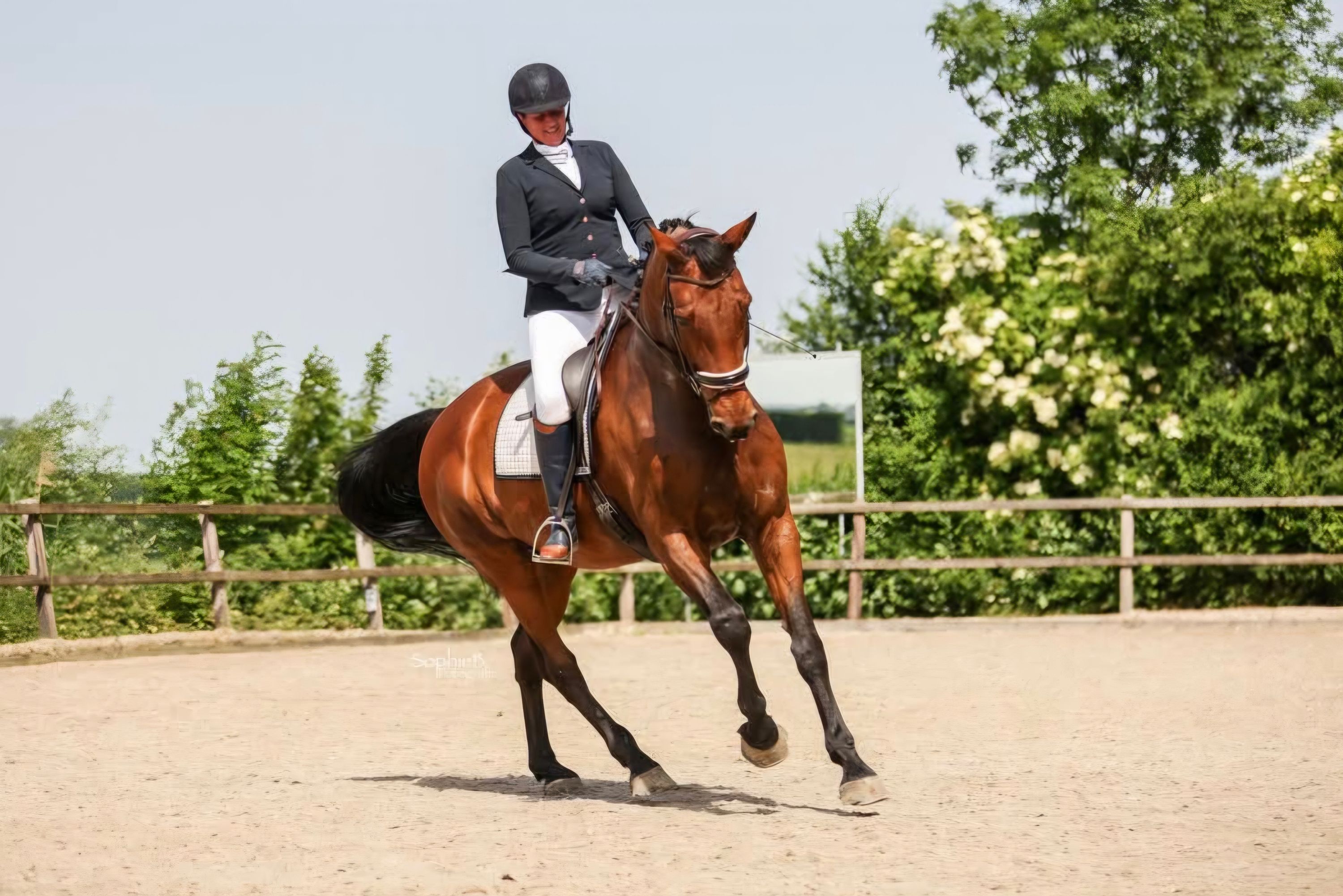 kwpn dressuurpaard merrie 7 Jahre alt bruin zu verkaufen - Foto 3