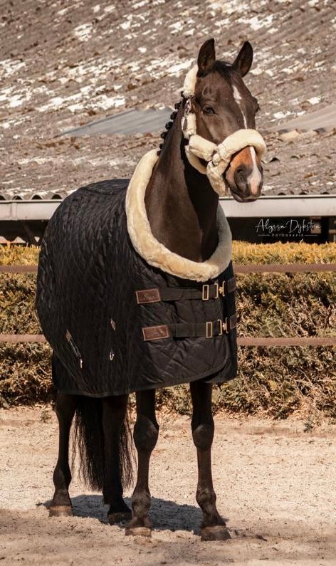 new-forest dressuurpony ruin 16 Jahre alt zwart zu verkaufen - Foto 3