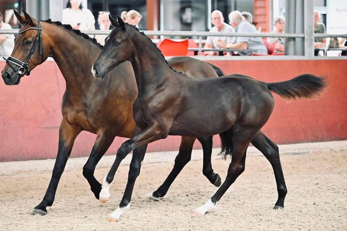 westfalen dressuurpaard hengst 0 years old zwart for sale - Photo 2