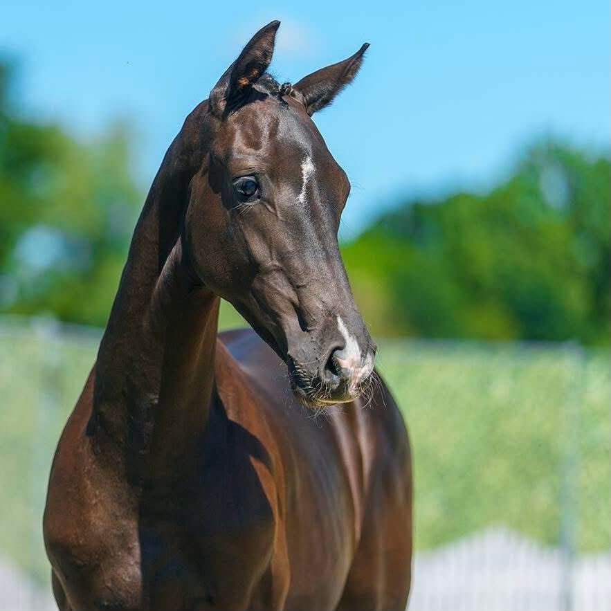 westfalen dressuurpaard hengst 0 years old zwart for sale - Photo 3