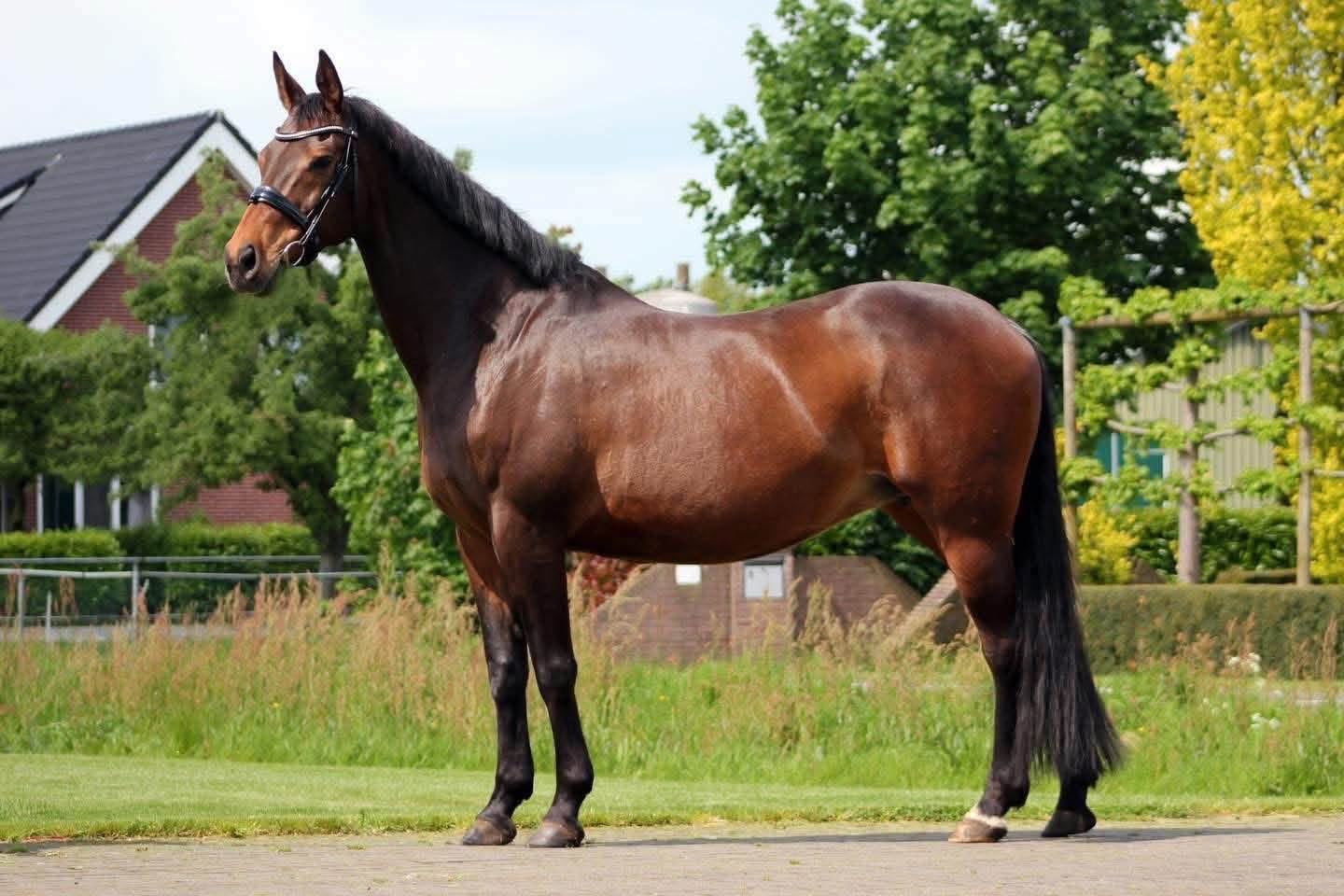 westfalen dressuurpaard hengst 0 years old zwart for sale - Photo 4