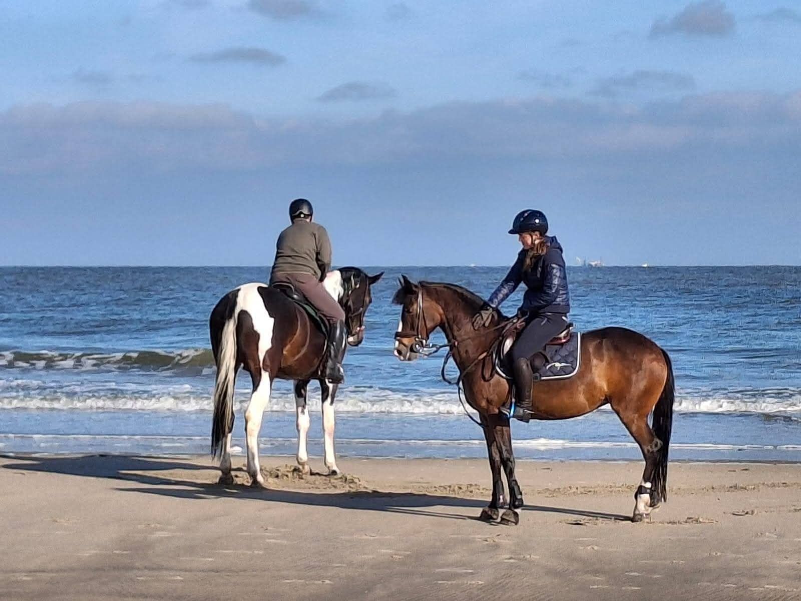 bwp dressuurpony merrie 18 ani kastanje de vânzare - Foto 2