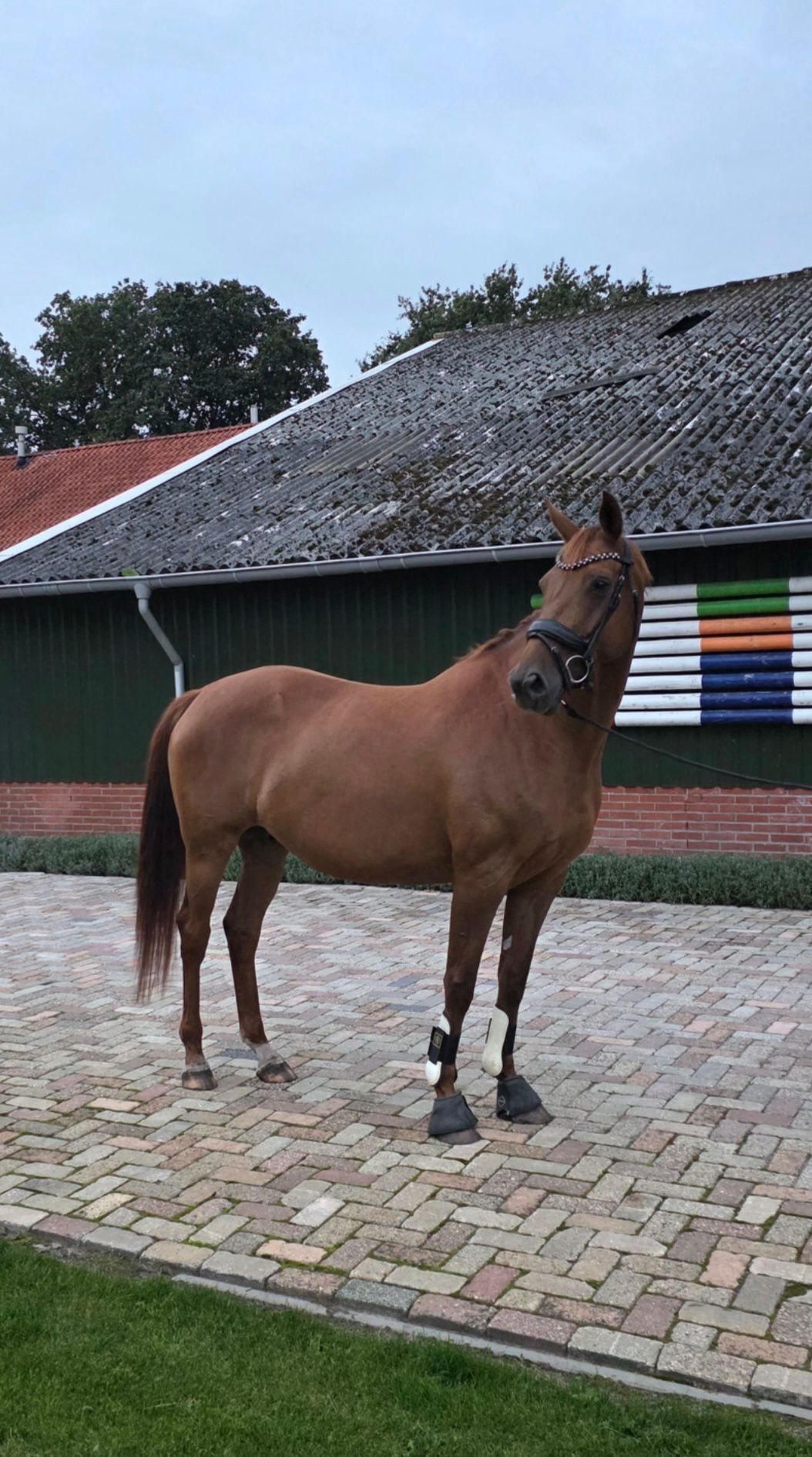 kwpn dressuurpaard merrie 9 سنوات vos للبيع - صورة 4
