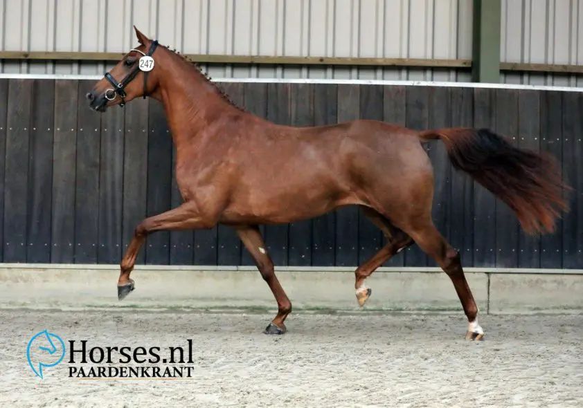 kwpn dressuurpaard merrie 9 سنوات vos للبيع - صورة 5