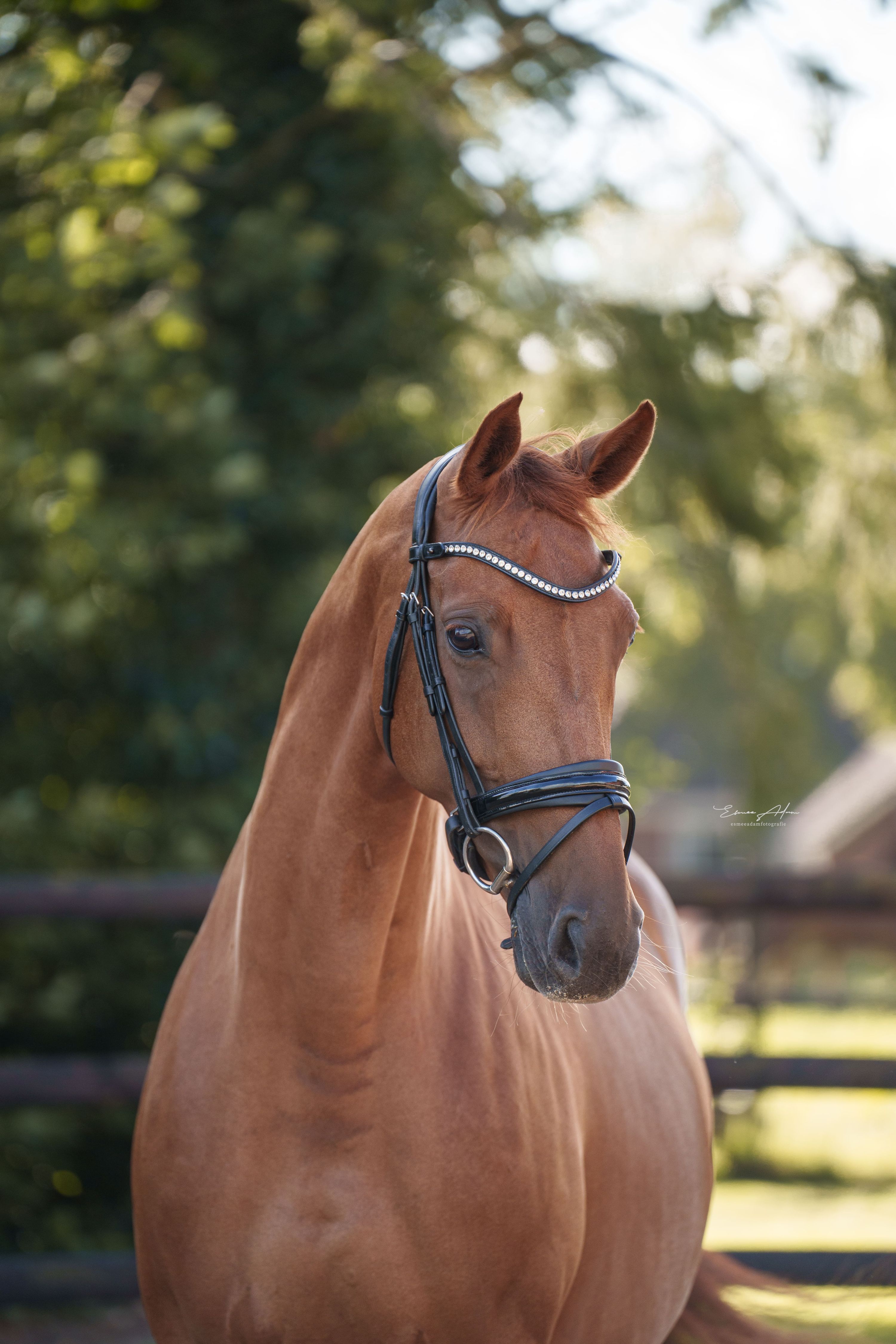 kwpn dressuurpaard merrie 9 سنوات vos للبيع - صورة 3