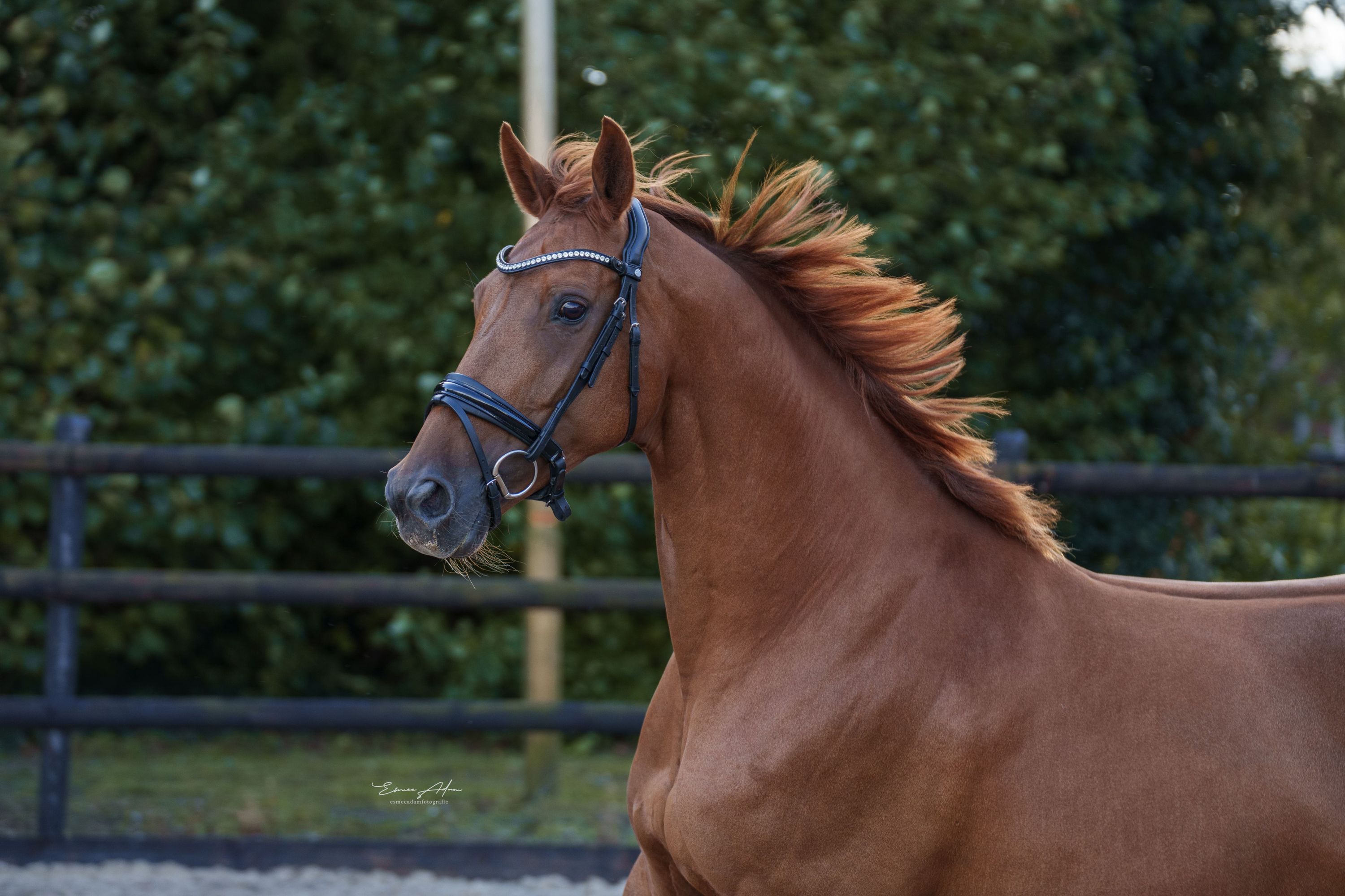 kwpn dressuurpaard merrie 9 سنوات vos للبيع - صورة 2