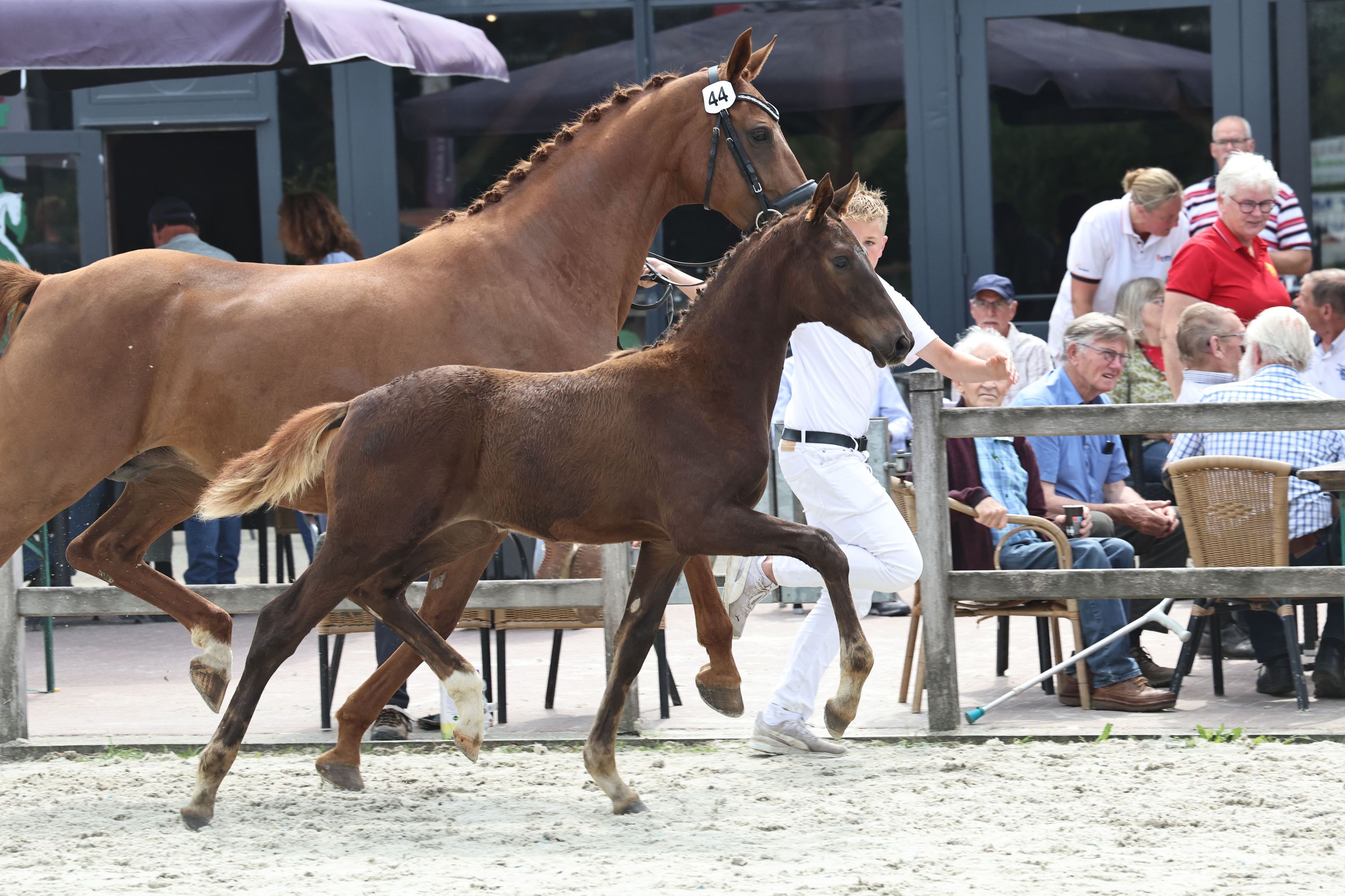 kwpn dressuurpaard merrie 9 سنوات vos للبيع - صورة 6