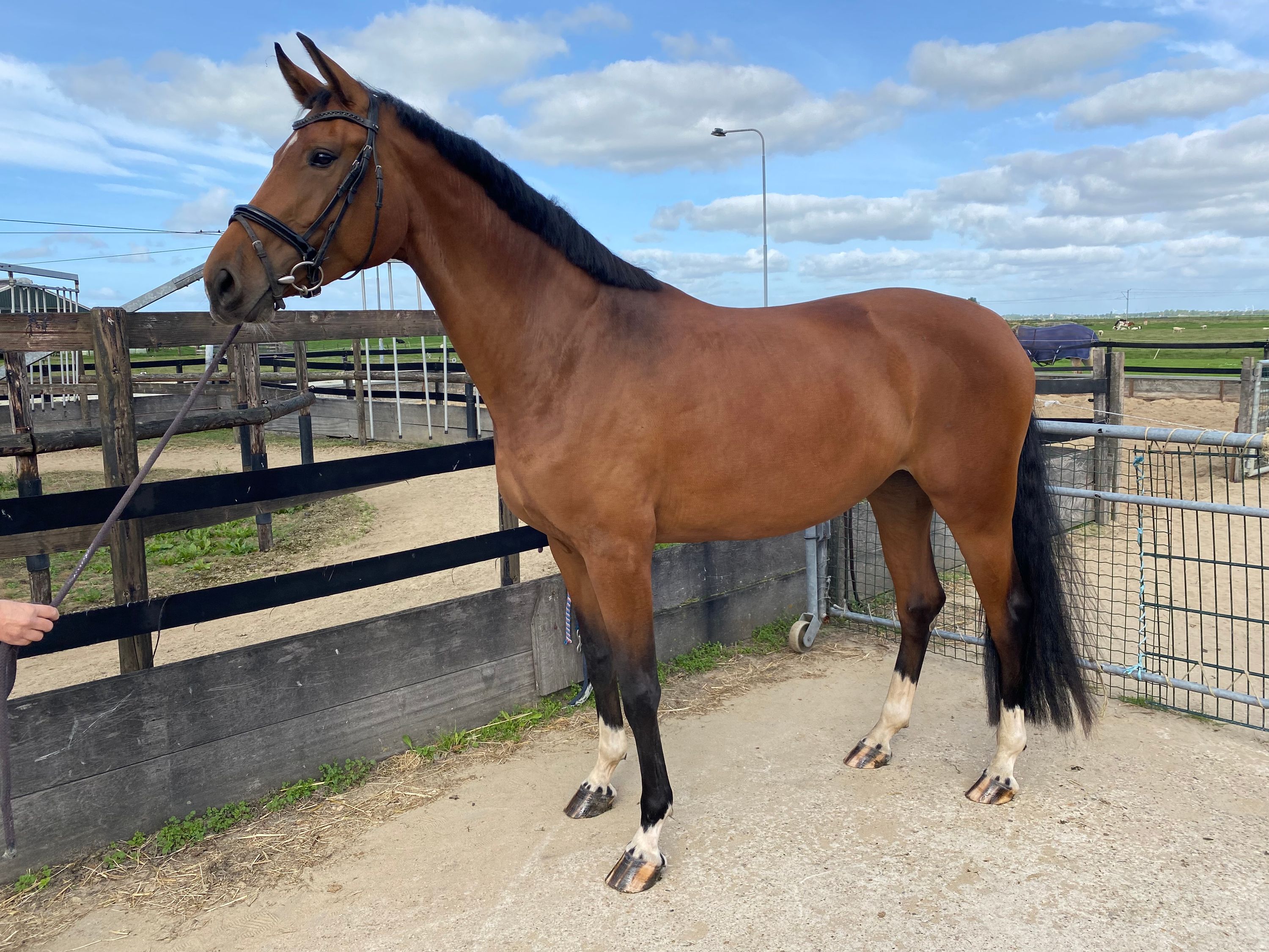 Sweet/intelligent 3-year-old mare