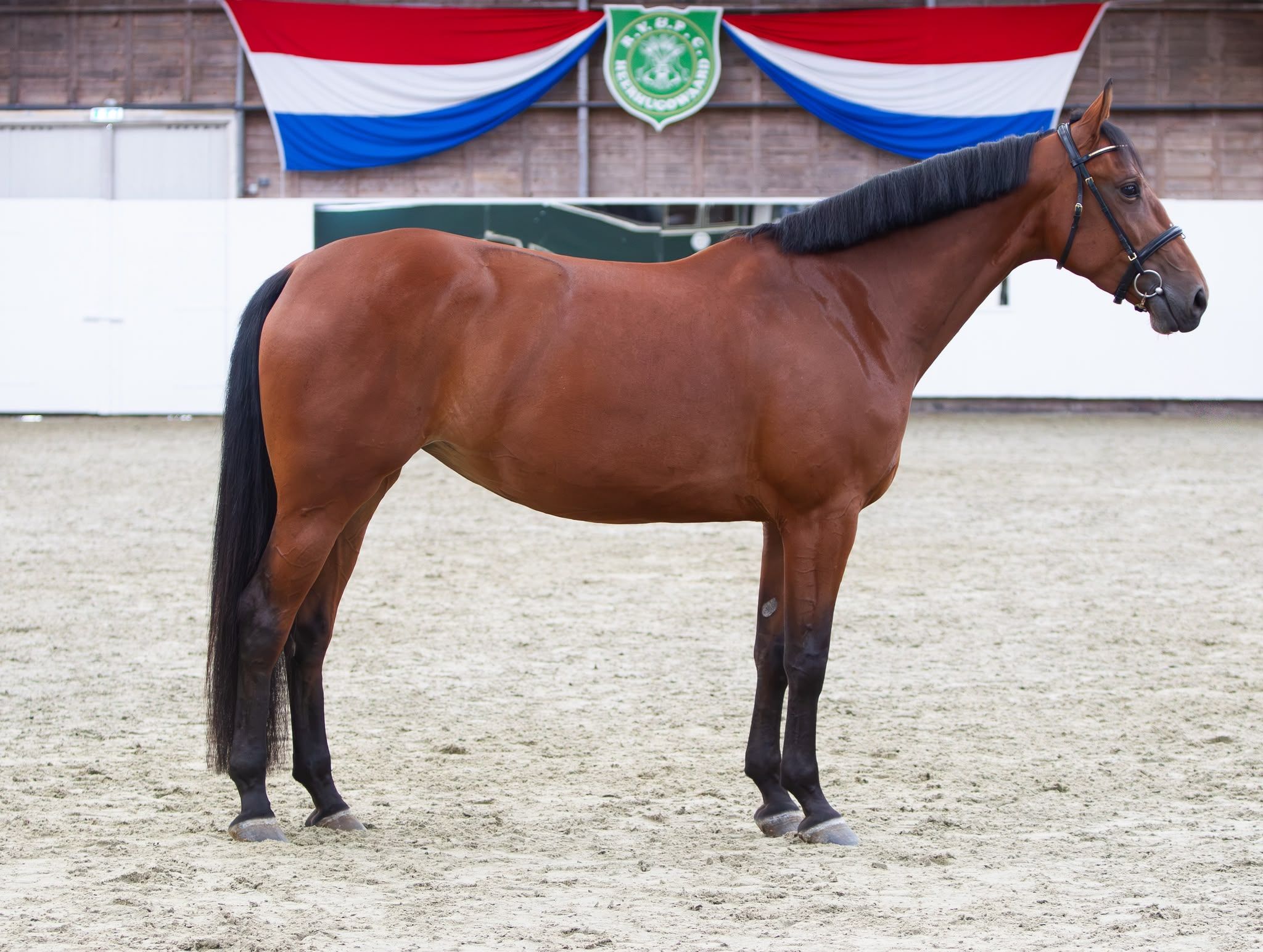 4-year-old mare 1.67 m by Henkie x Sandreo
