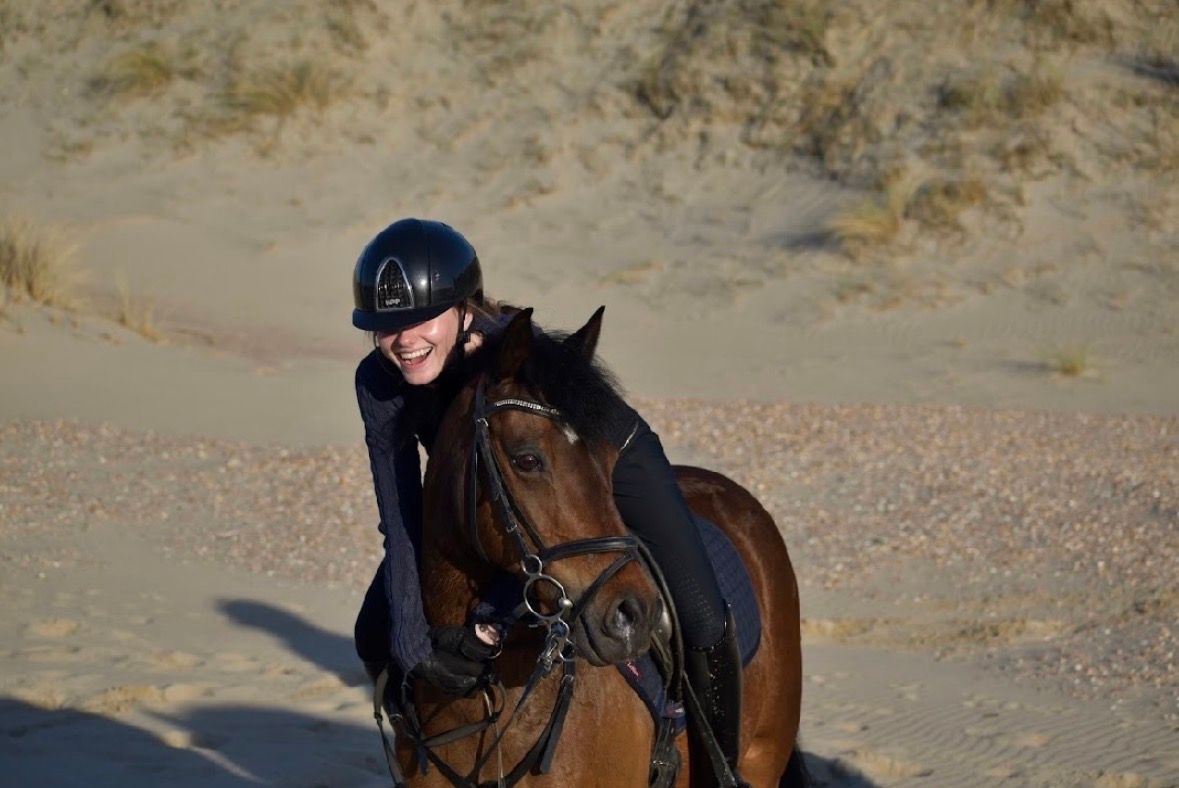 new-forest springpony ruin 17 ani bruin de vânzare - Foto 3