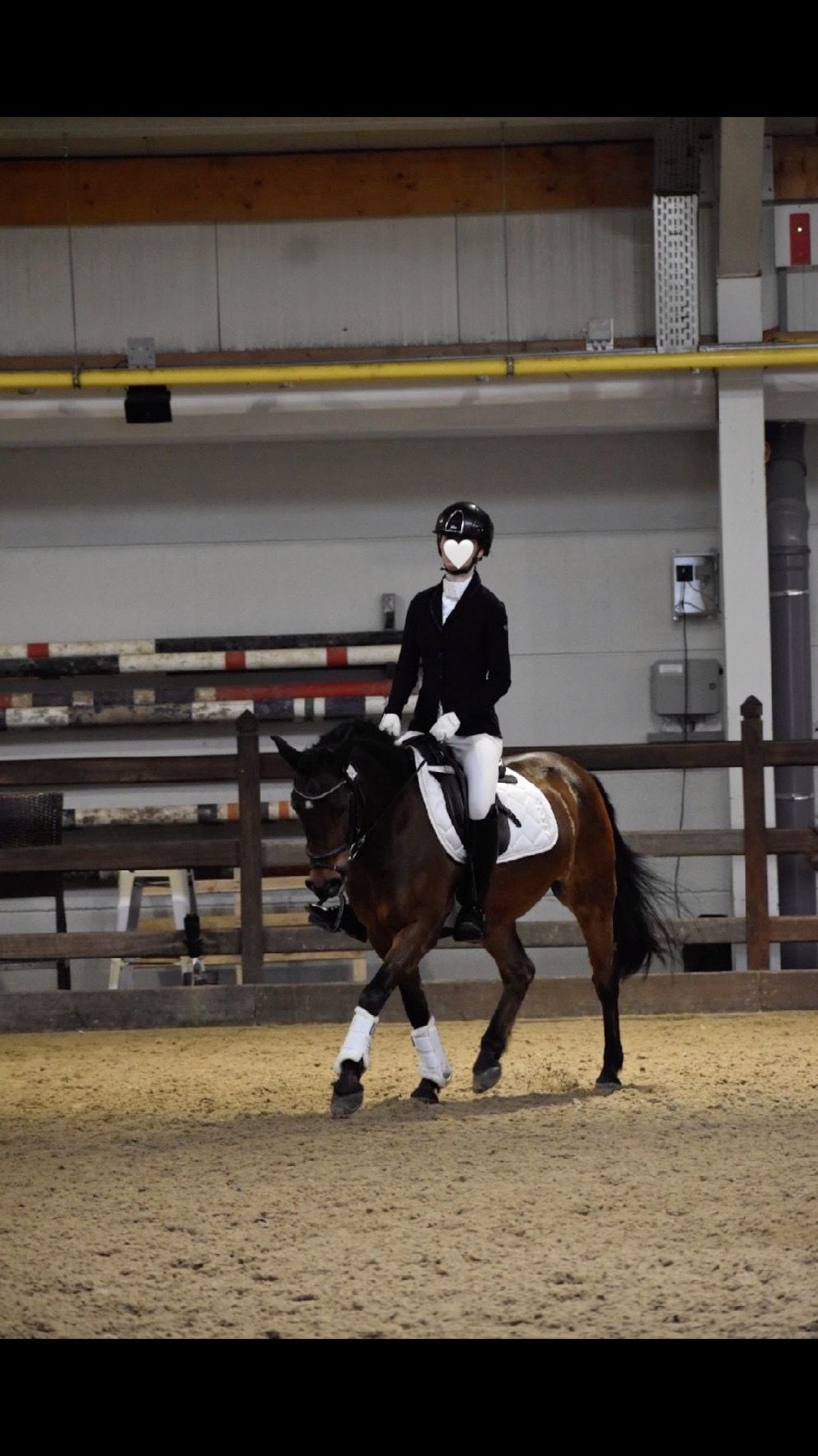 new-forest springpony ruin 17 ani bruin de vânzare - Foto 4