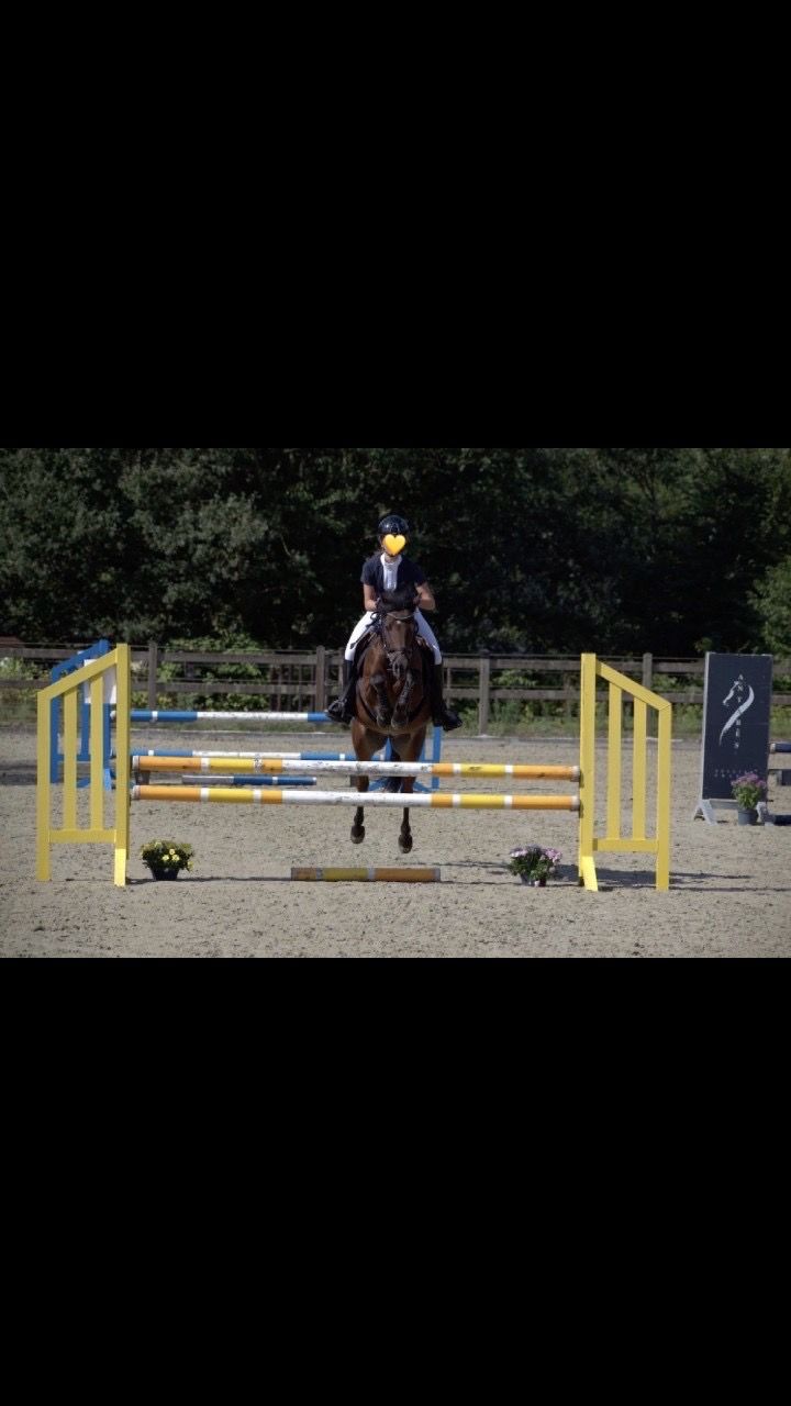 new-forest springpony ruin 17 ani bruin de vânzare - Foto 2